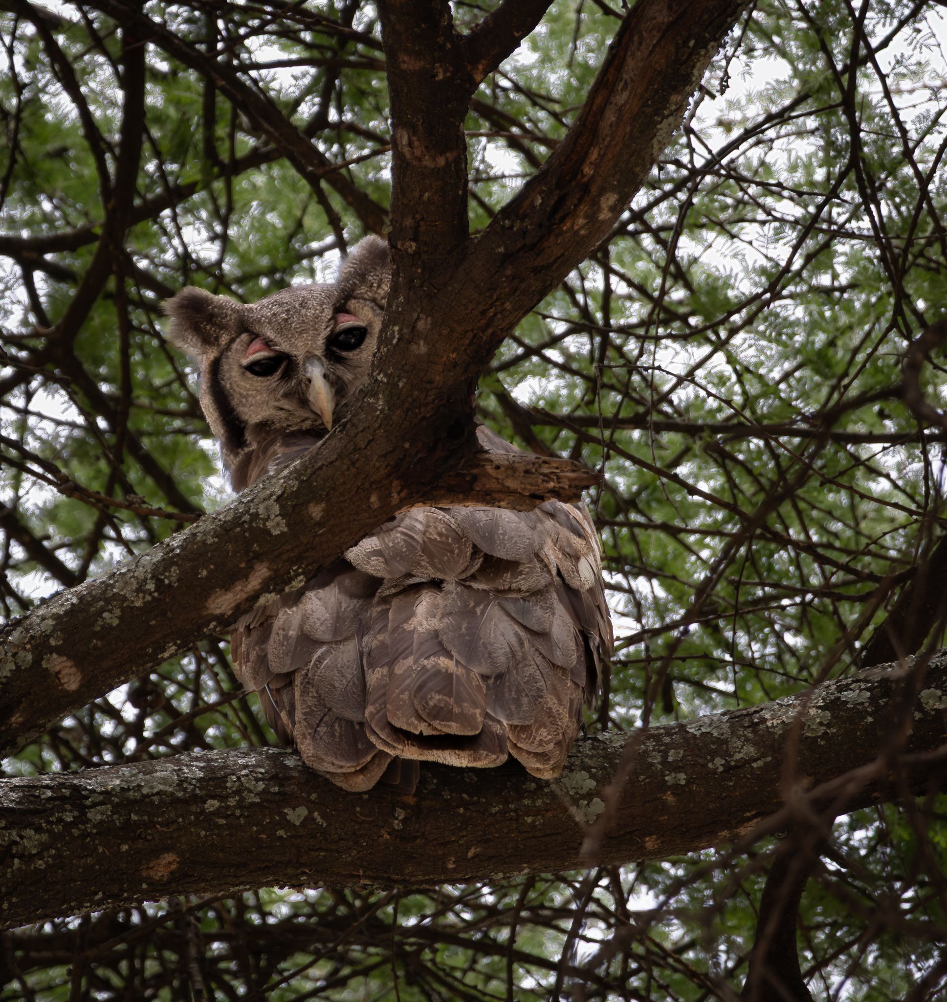 A Verreaux's Eagle-owl with its distinctive pink eyelids. Tarangire National Park, Tanzania.