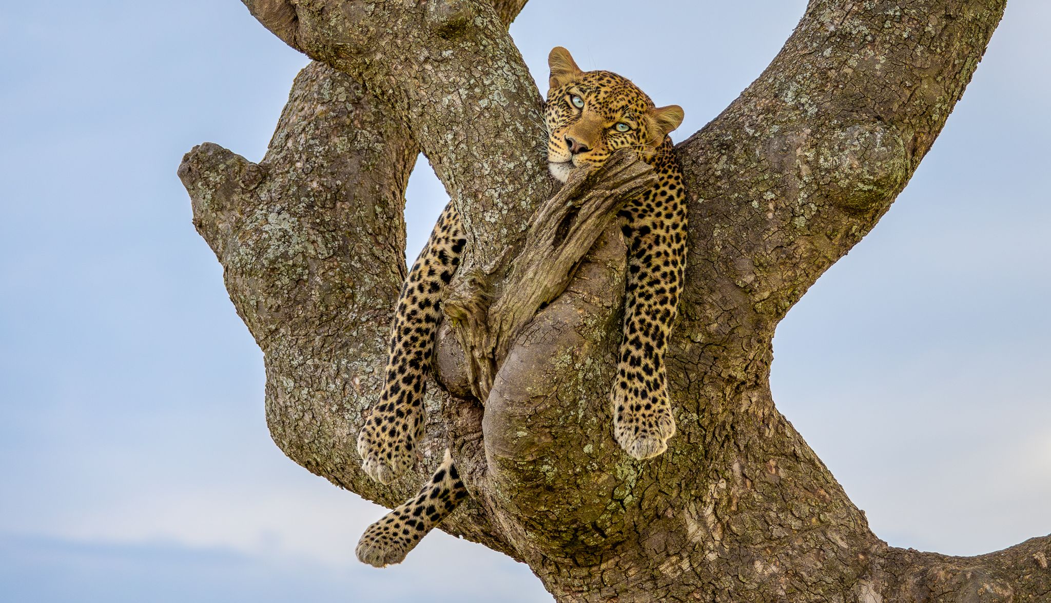 A Leopard lounging in a tree in Serengeti National Park, Tanzania