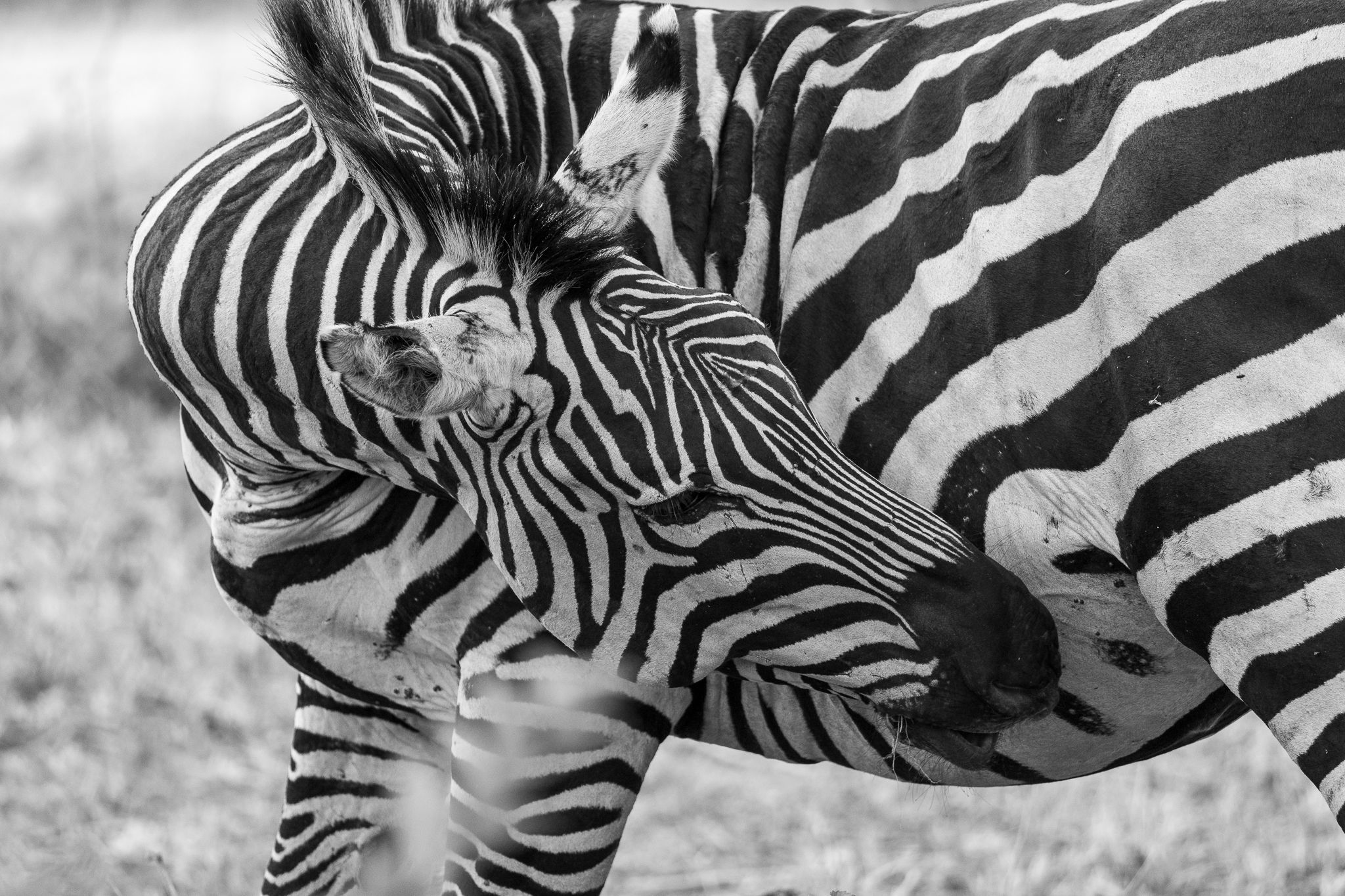 A Plains Zebra in Tarangire National Park, Tanzania.