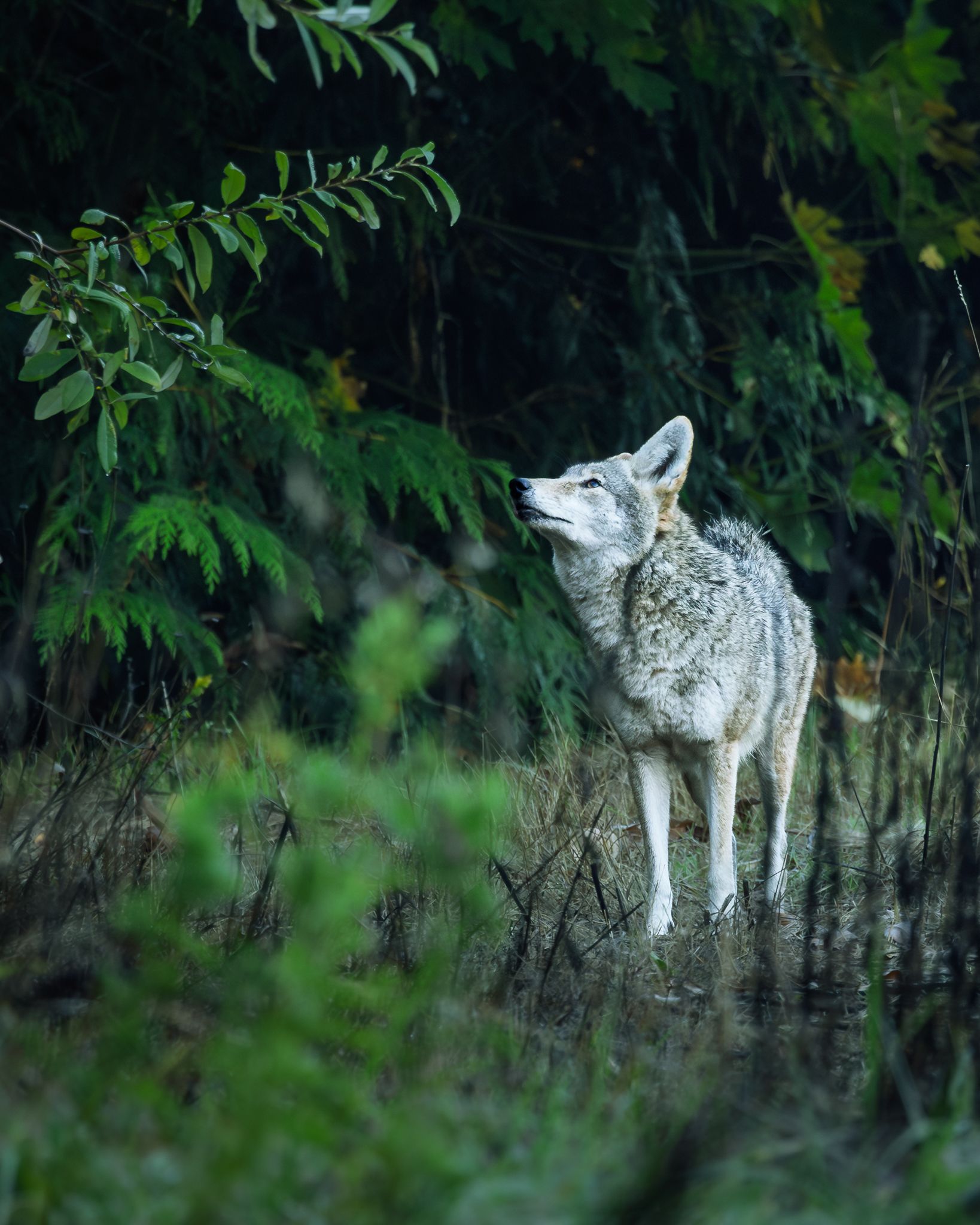 A coyote in Washington State as he was doing his morning rounds.