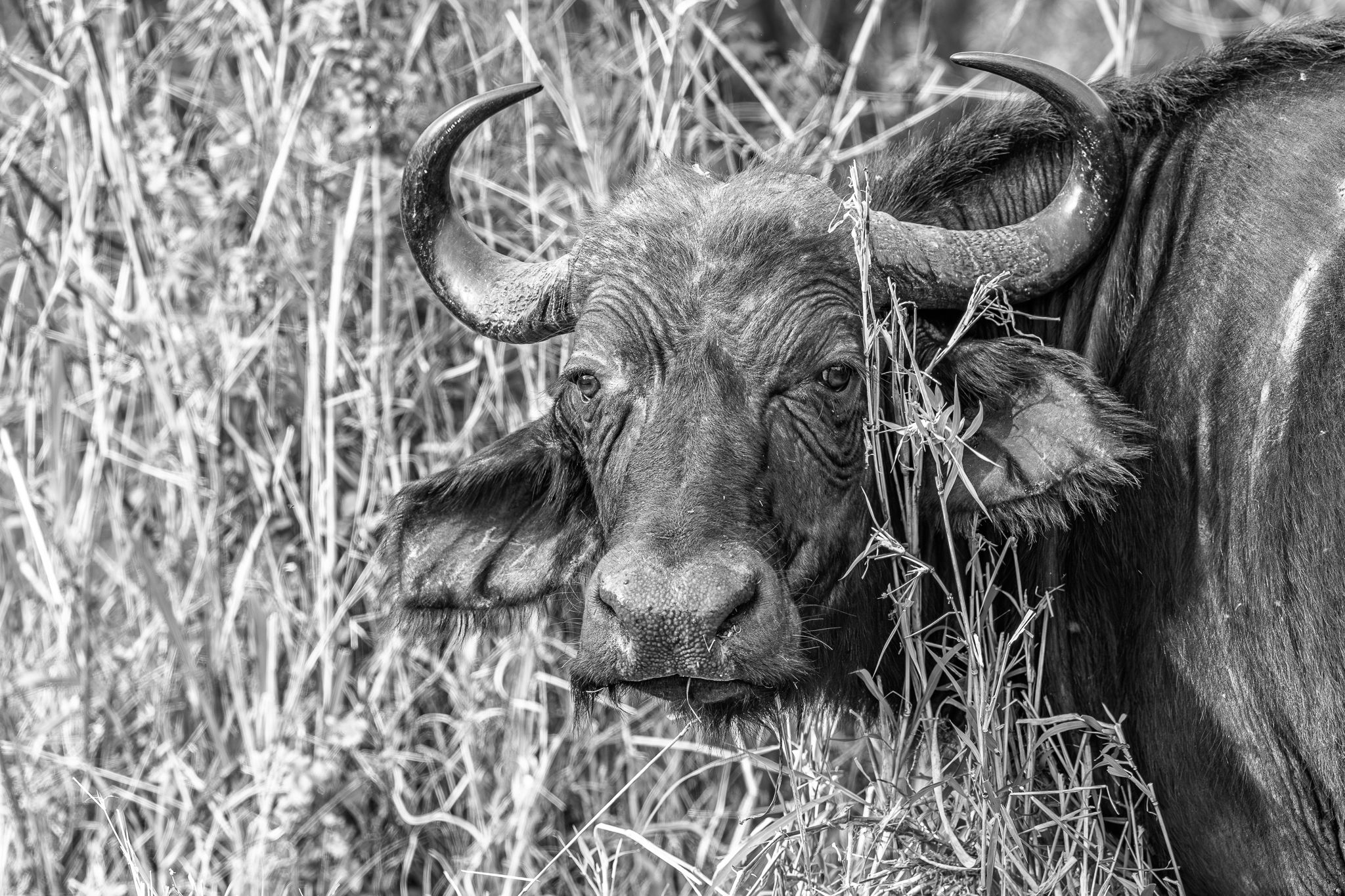 A Cape Buffalo taking a break from grazing to check us out in Hluhluwe–iMfolozi Park, South Africa