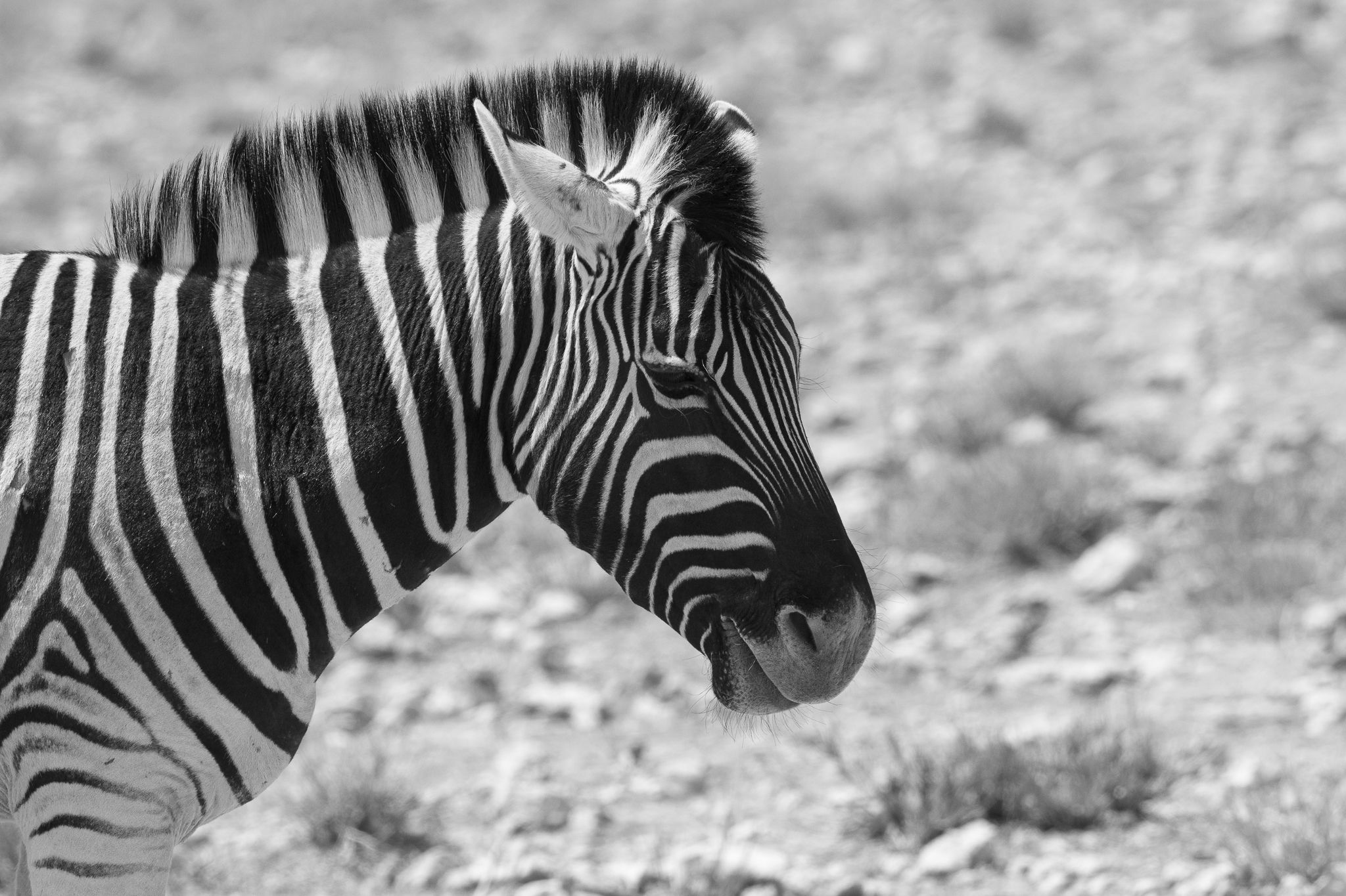 A Hartmann's mountain zebra in Etosha National Park, Namibia