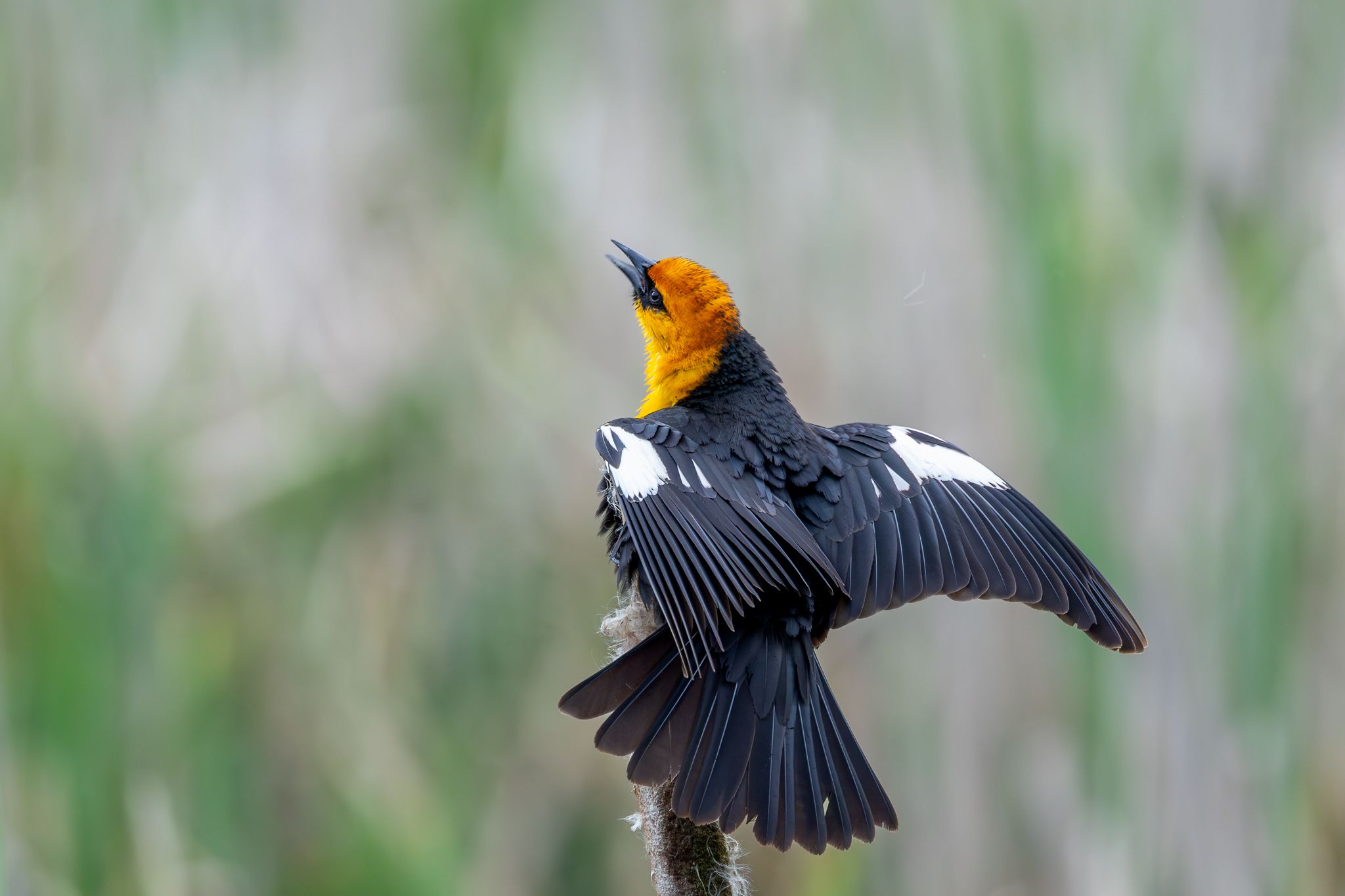 A Yellow-headed Blackbird in Ridgefiled National Wildlife Refuge