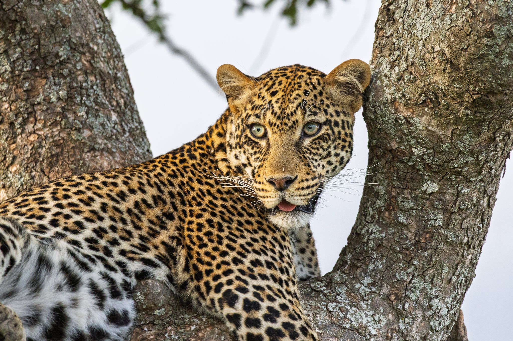 A leopard in a tree in Serengeti National Park, Tanzania
