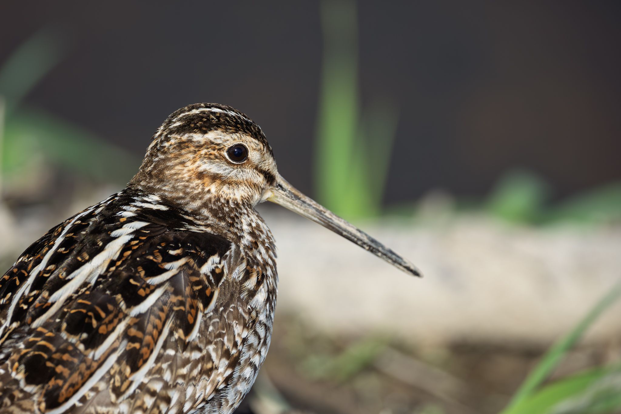 A Wilson's Snipe in Ridgefield National Wildlife Refuge.