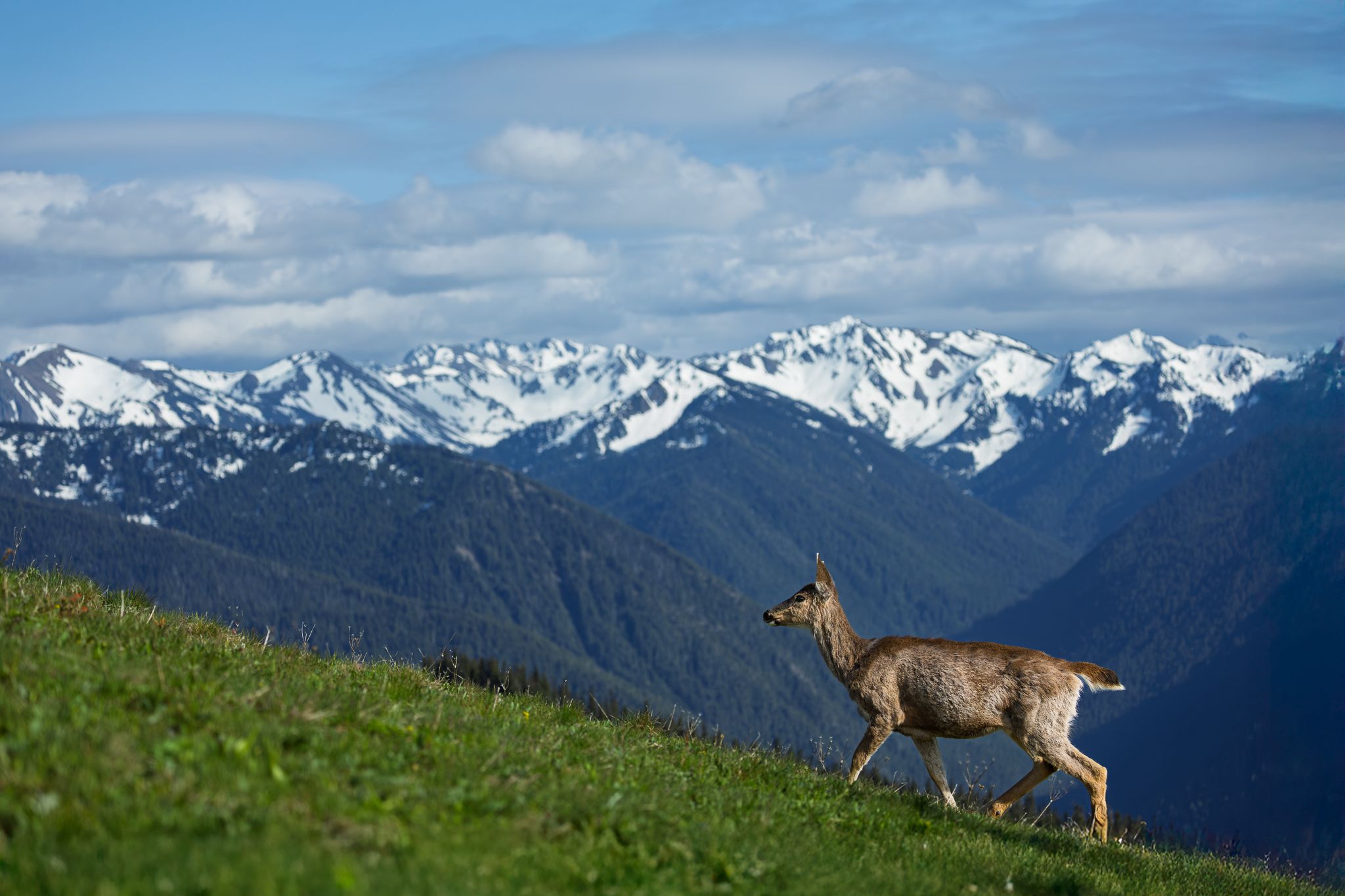 A Blacktail deer with the Olympic Mountains in the background. Olympic National Park.