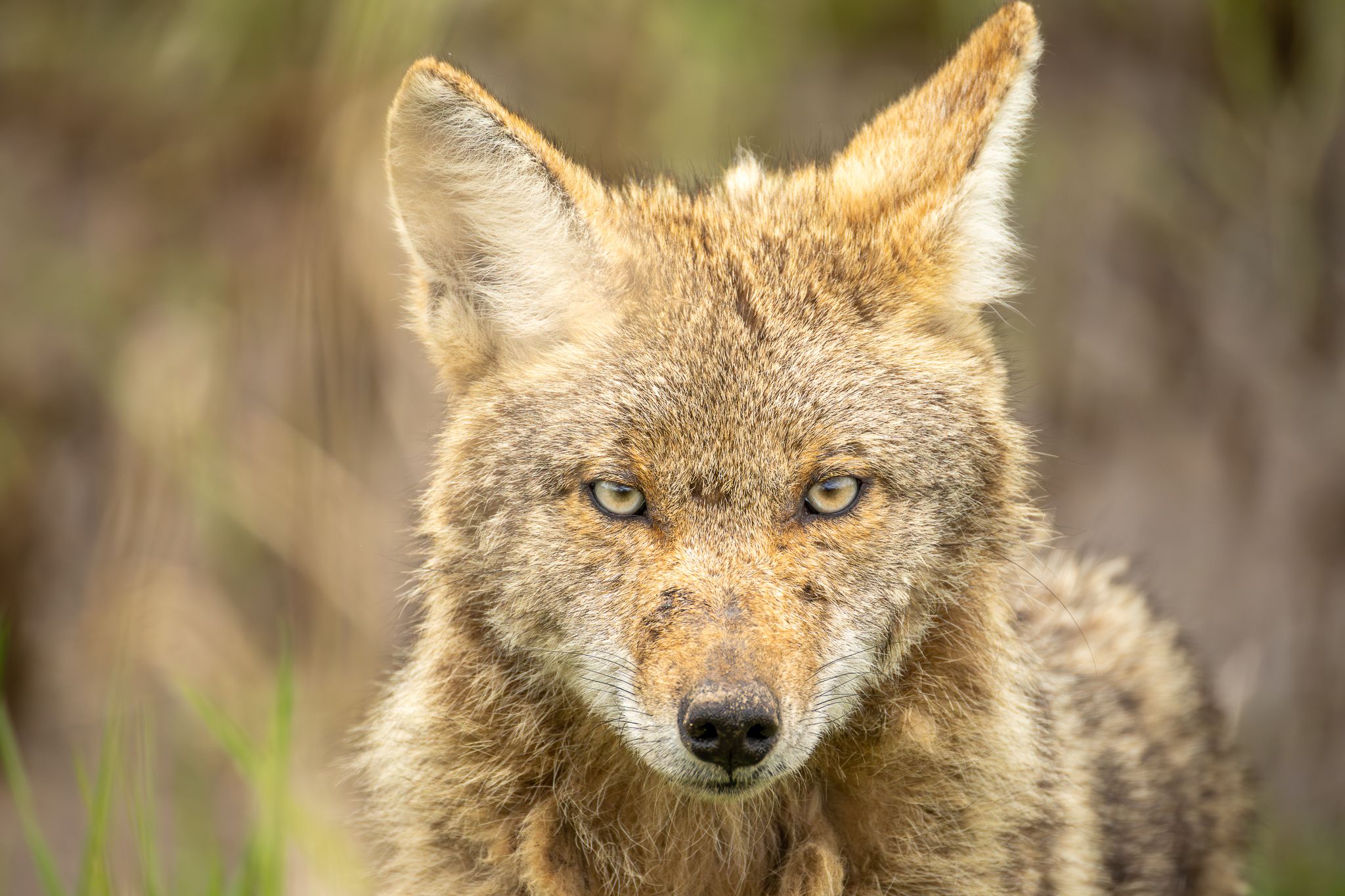 A coyote in Ridgefield National Wildlife Refuge
