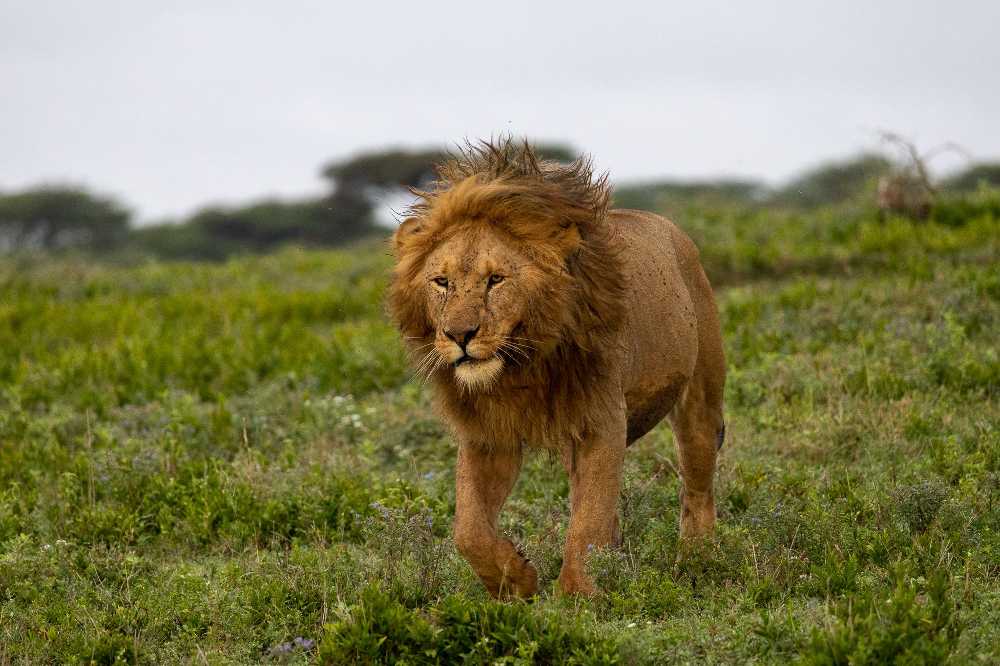 A lion prowling just after some rain in Ndutu, Tanzania
