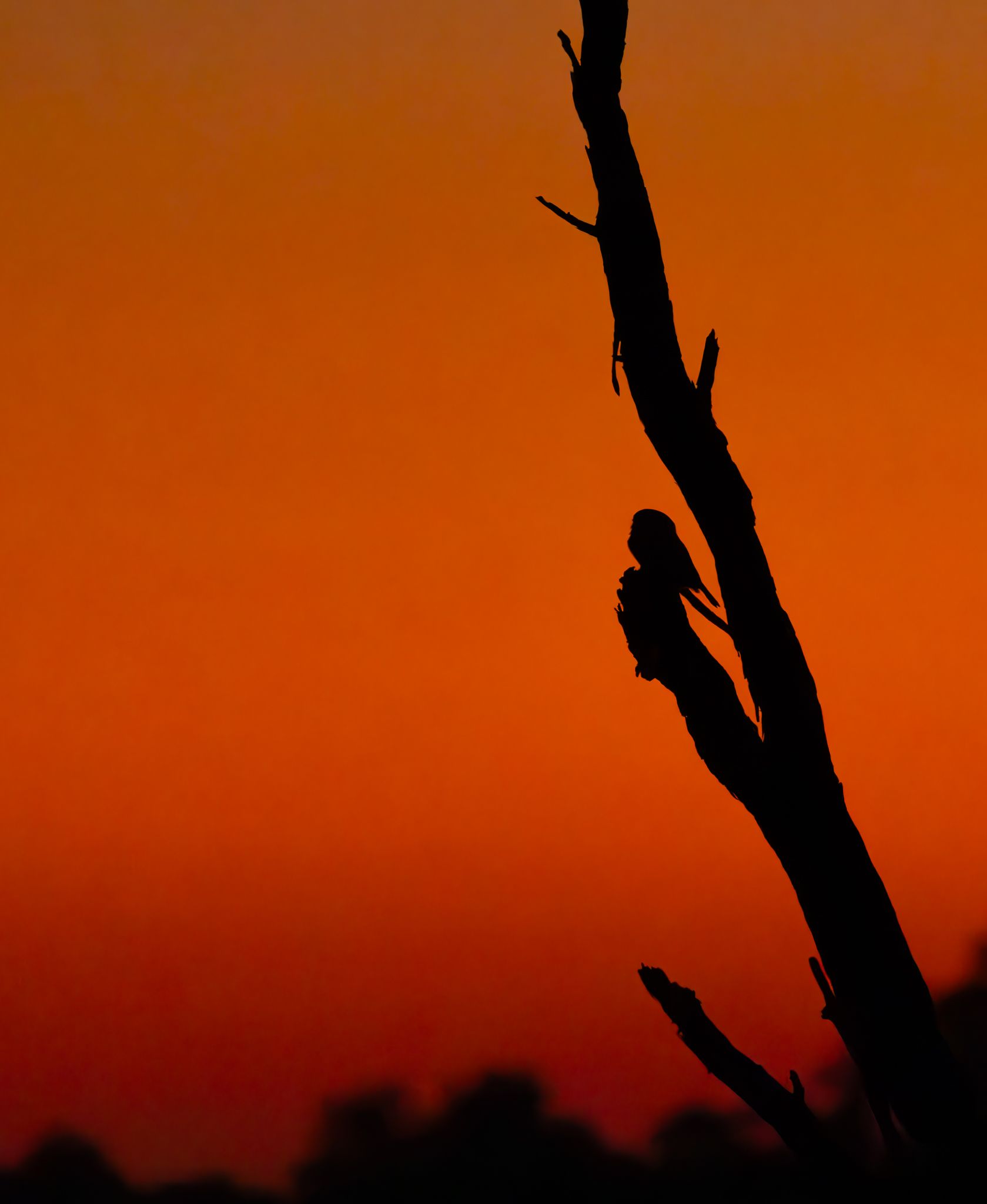 A silhoutted owlet in the Okavango Delta, Botswana