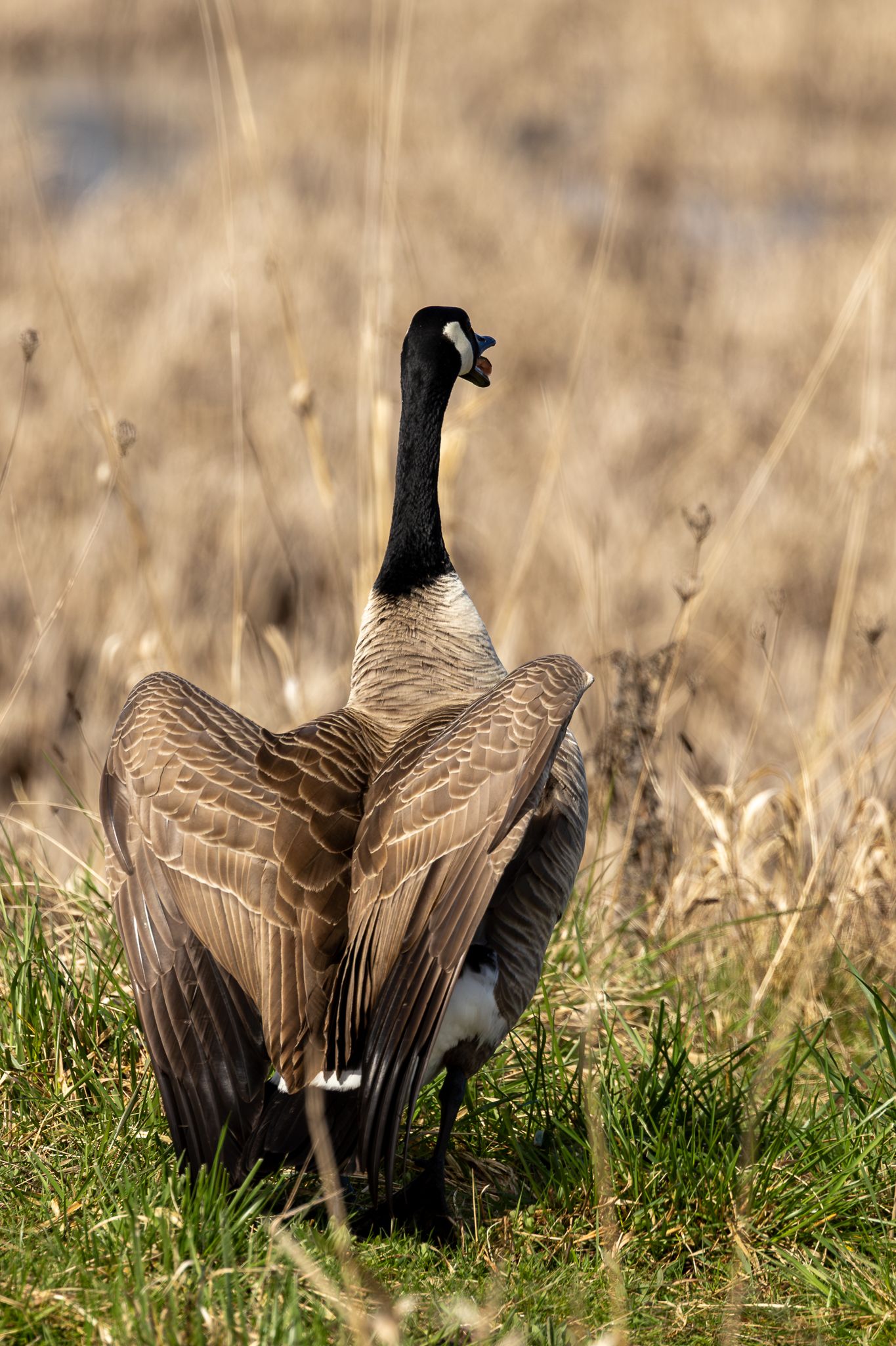 A Canada goose in Ridgefield National Wildlife Refuge
