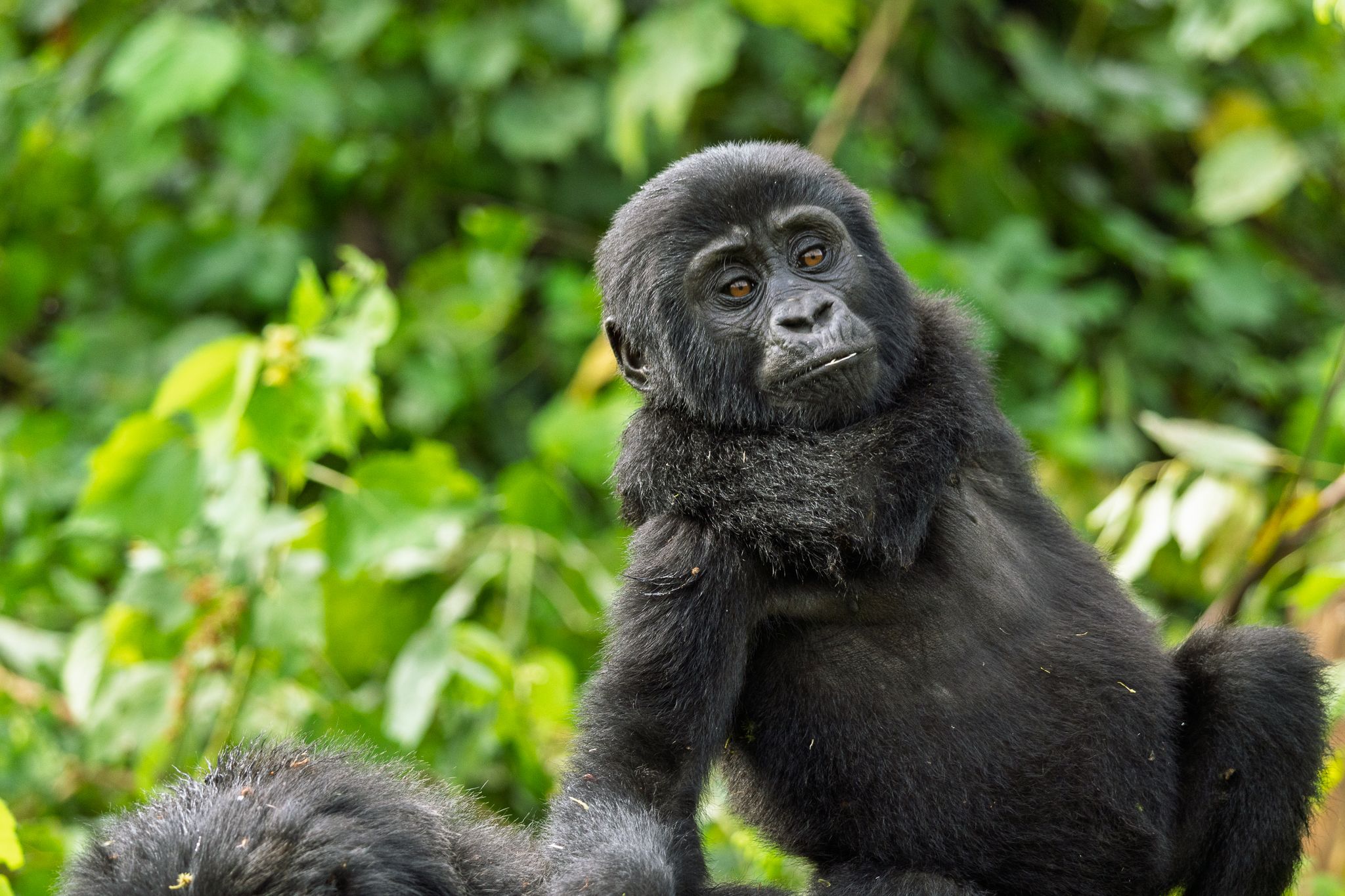 Young Mountain Gorilla getting a ride from mom in Bwindi Impenetrable Forest National Park, Uganda