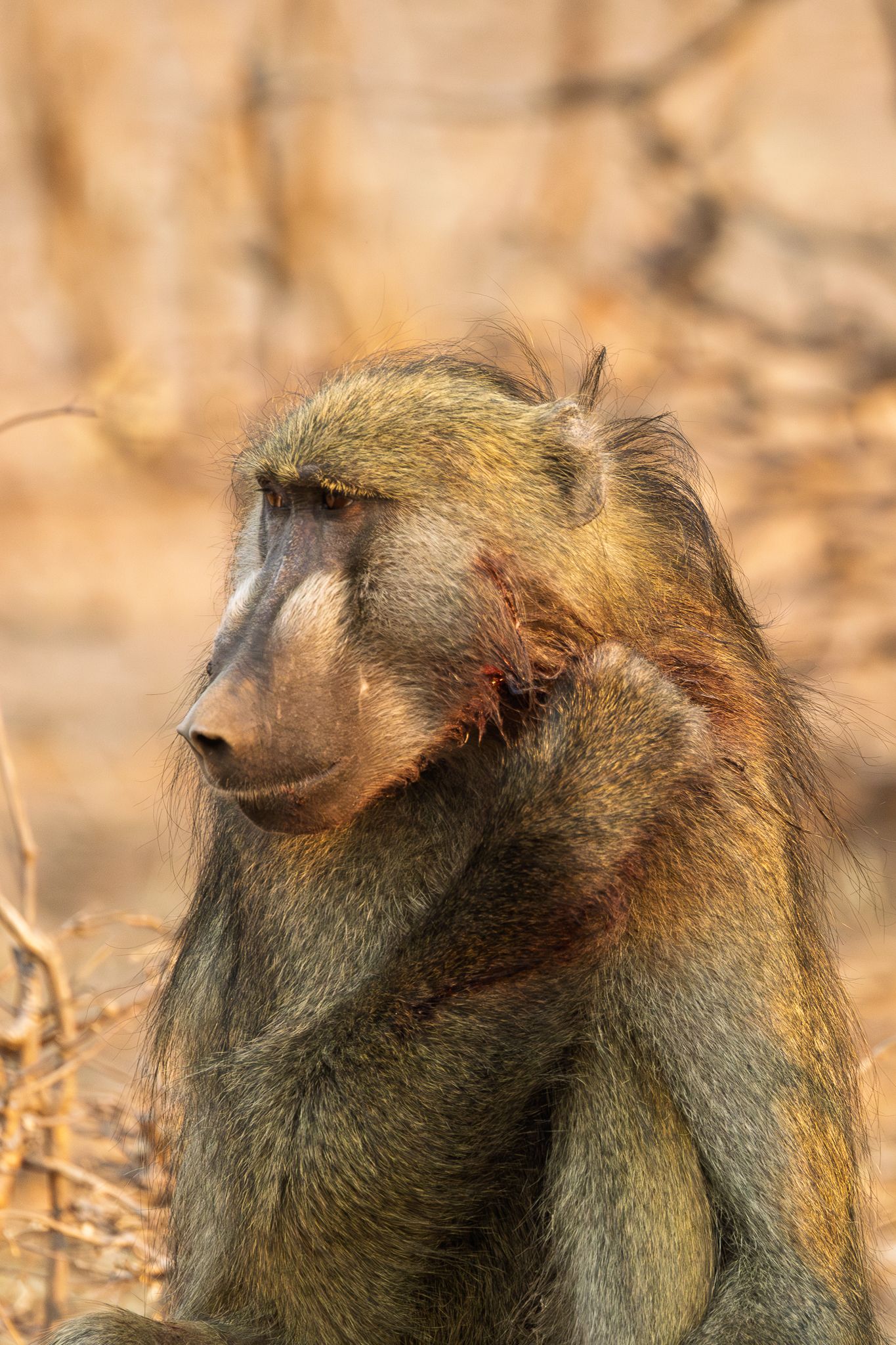 A chacma baboon that appears to have agash on his cheek in Chobe National Park, Botswana