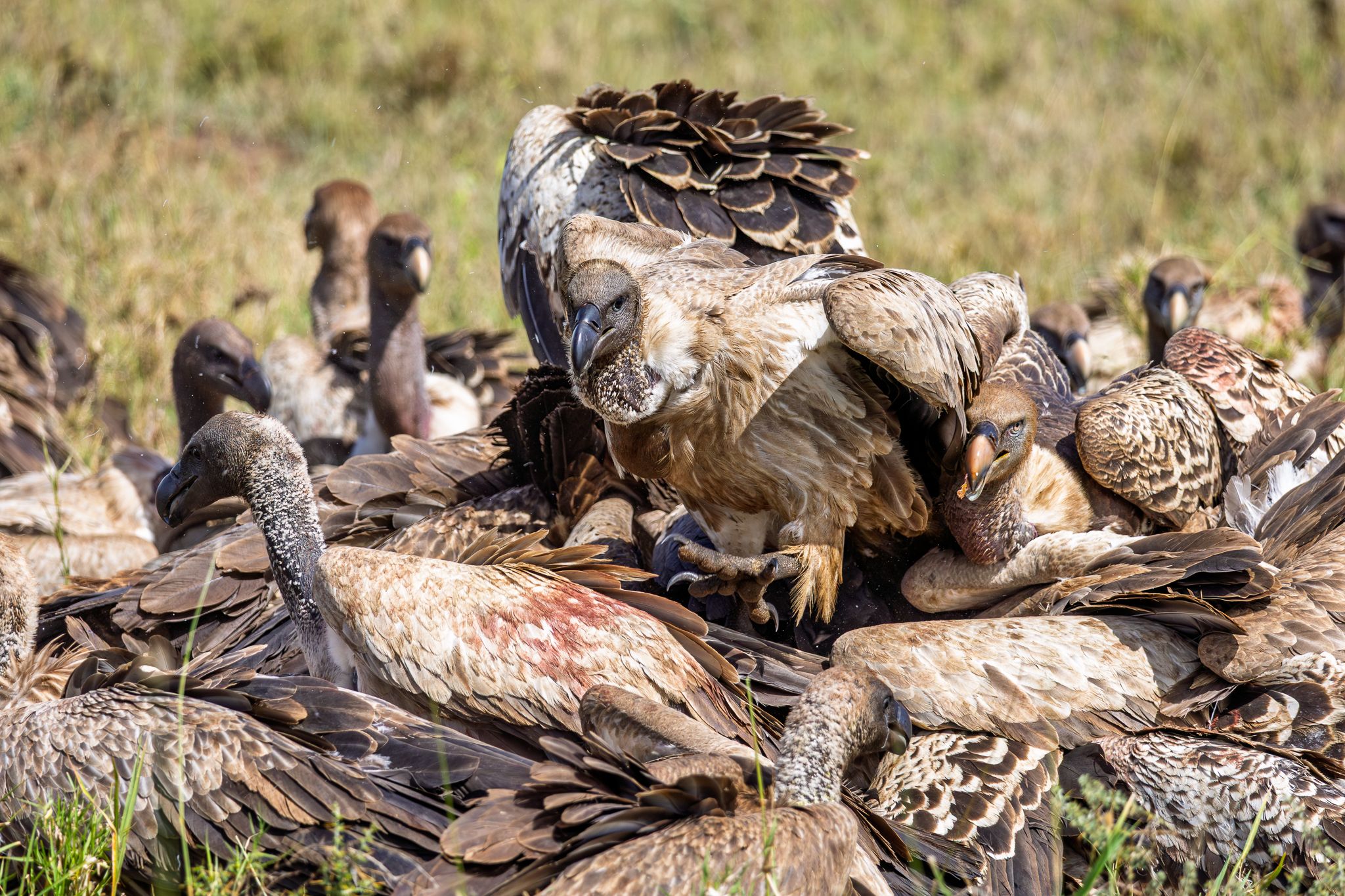 A pile of vultures engulfing a carcass as soon as the hyenas left in Serengeti National Park, Tanzania