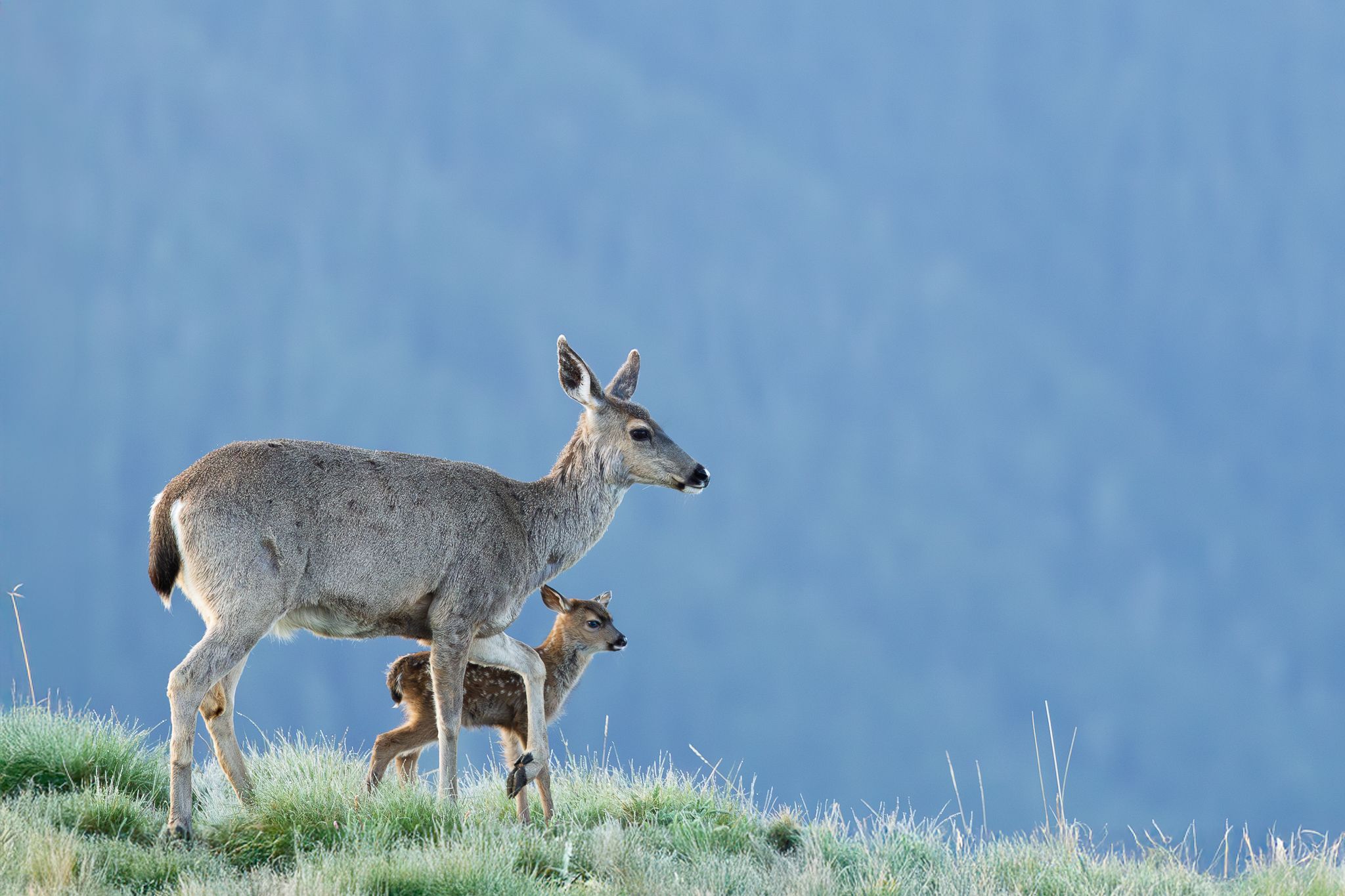A mother and her very young fawn in Olympic National Park.