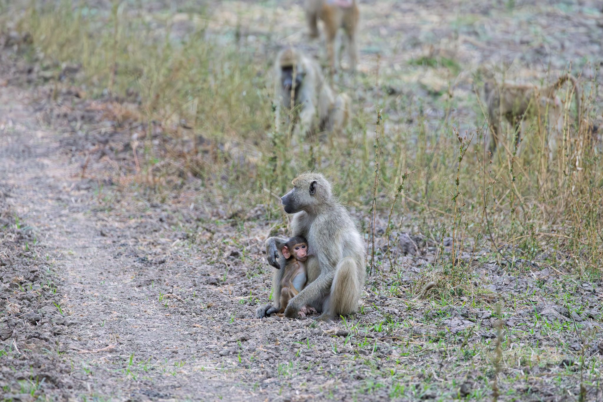 A young yellow baboon nursing in South Luangwa National Park, Zambia