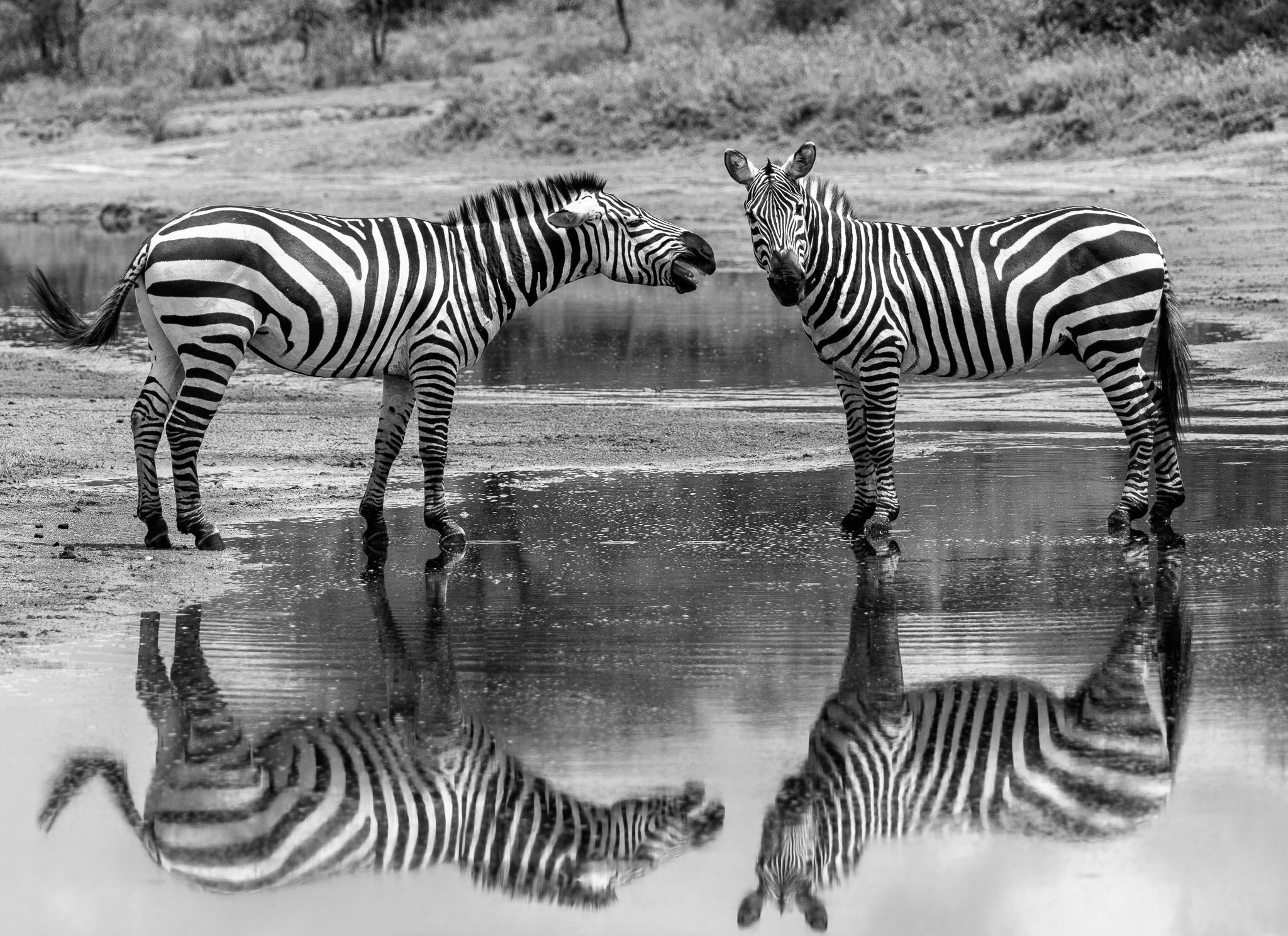 Zebras and their reflection in Ndutu, Tanzania