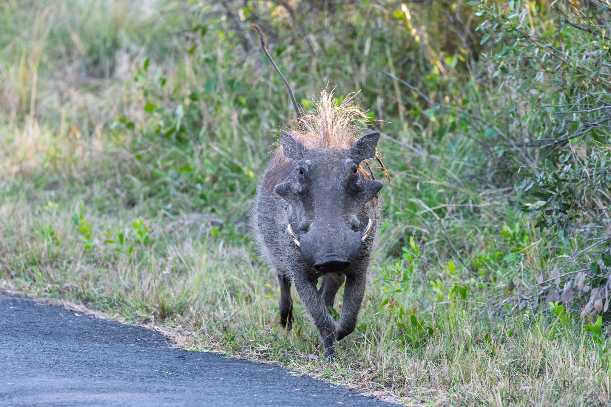 A warthog walking next to the road in Hluhluwe–iMfolozi Park, South Africa