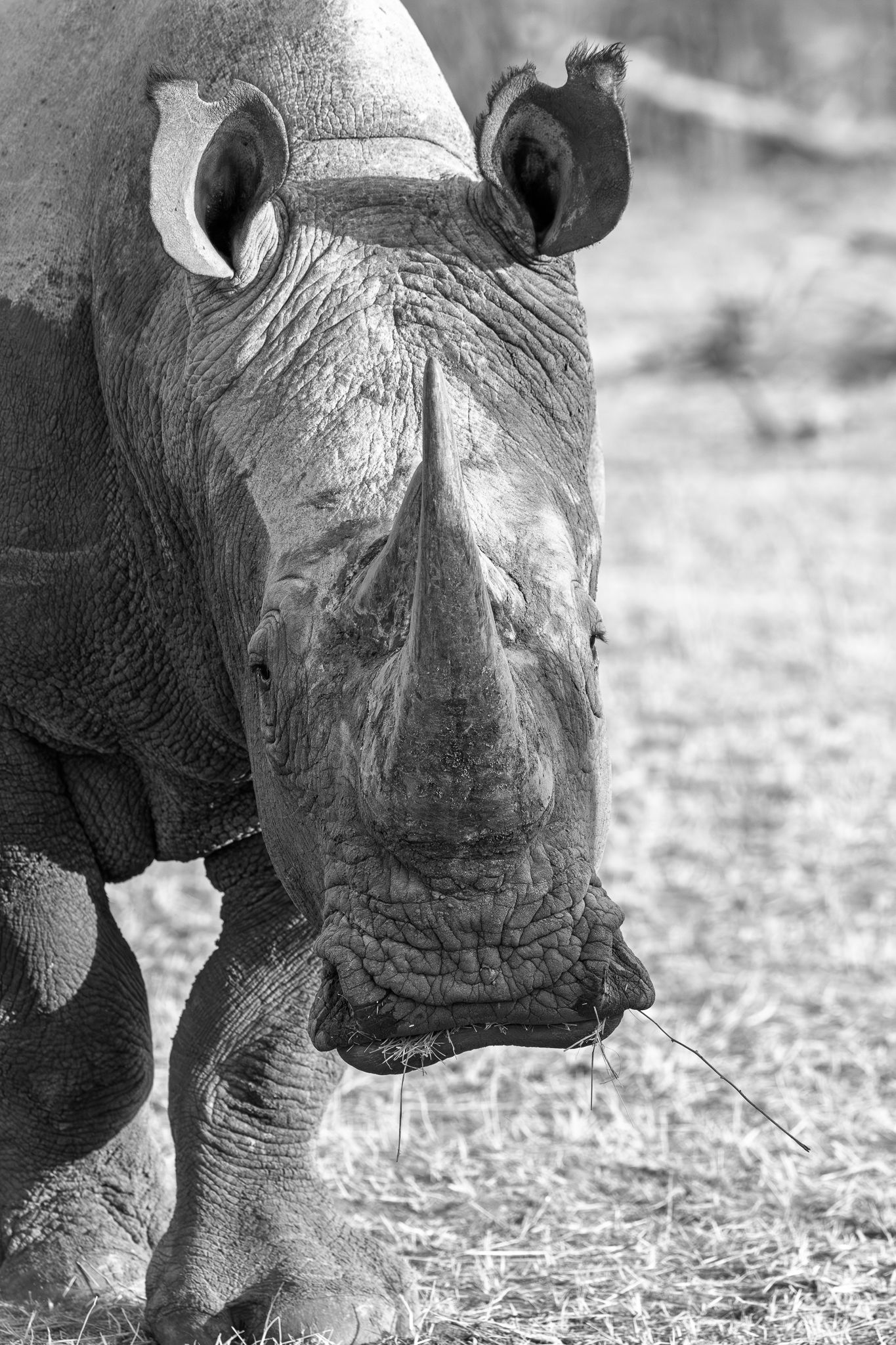 A White Rhino in Namibia just outside of Etosha National Park