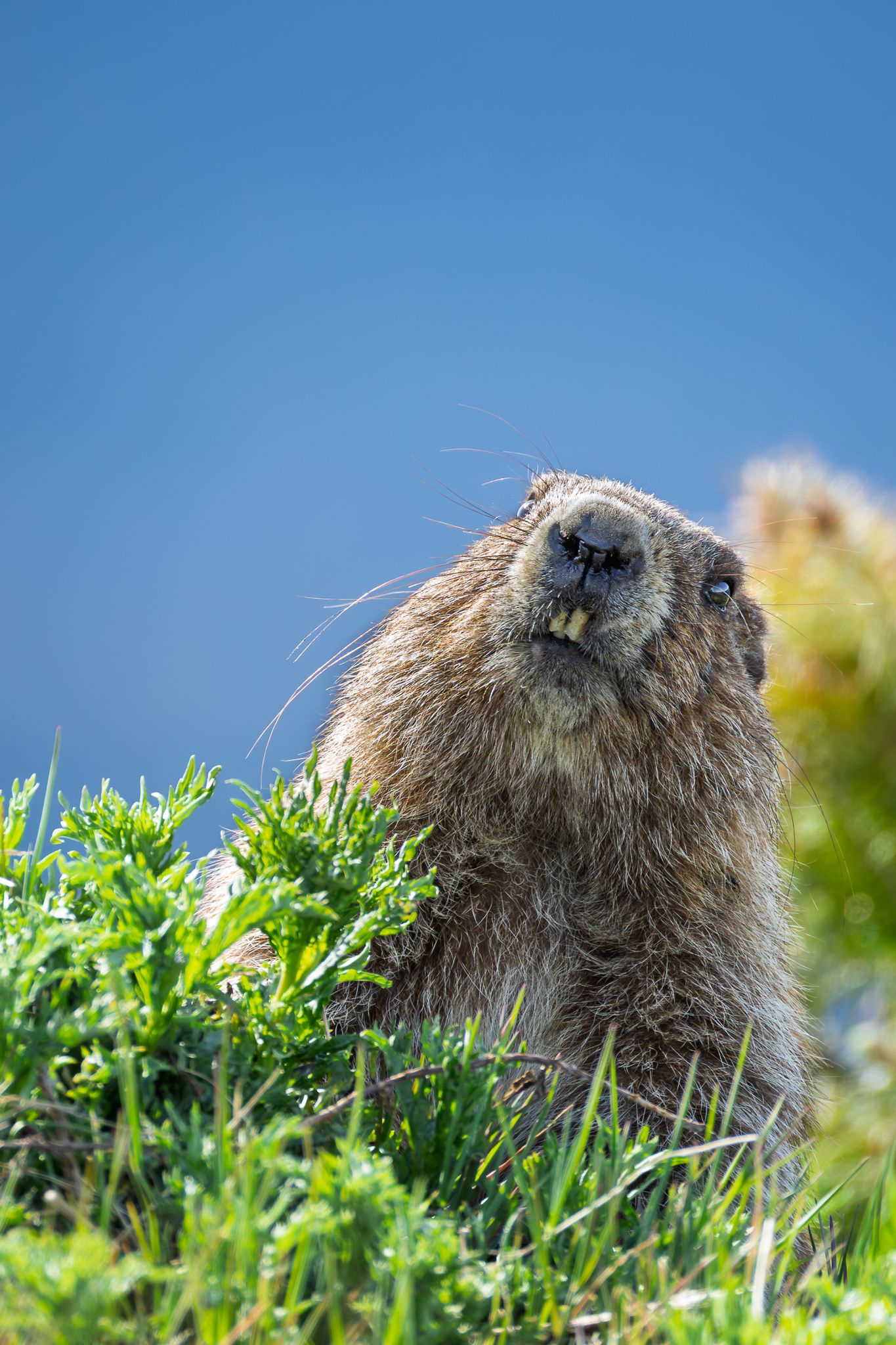An Olympic Marmot in Olympic National Park.