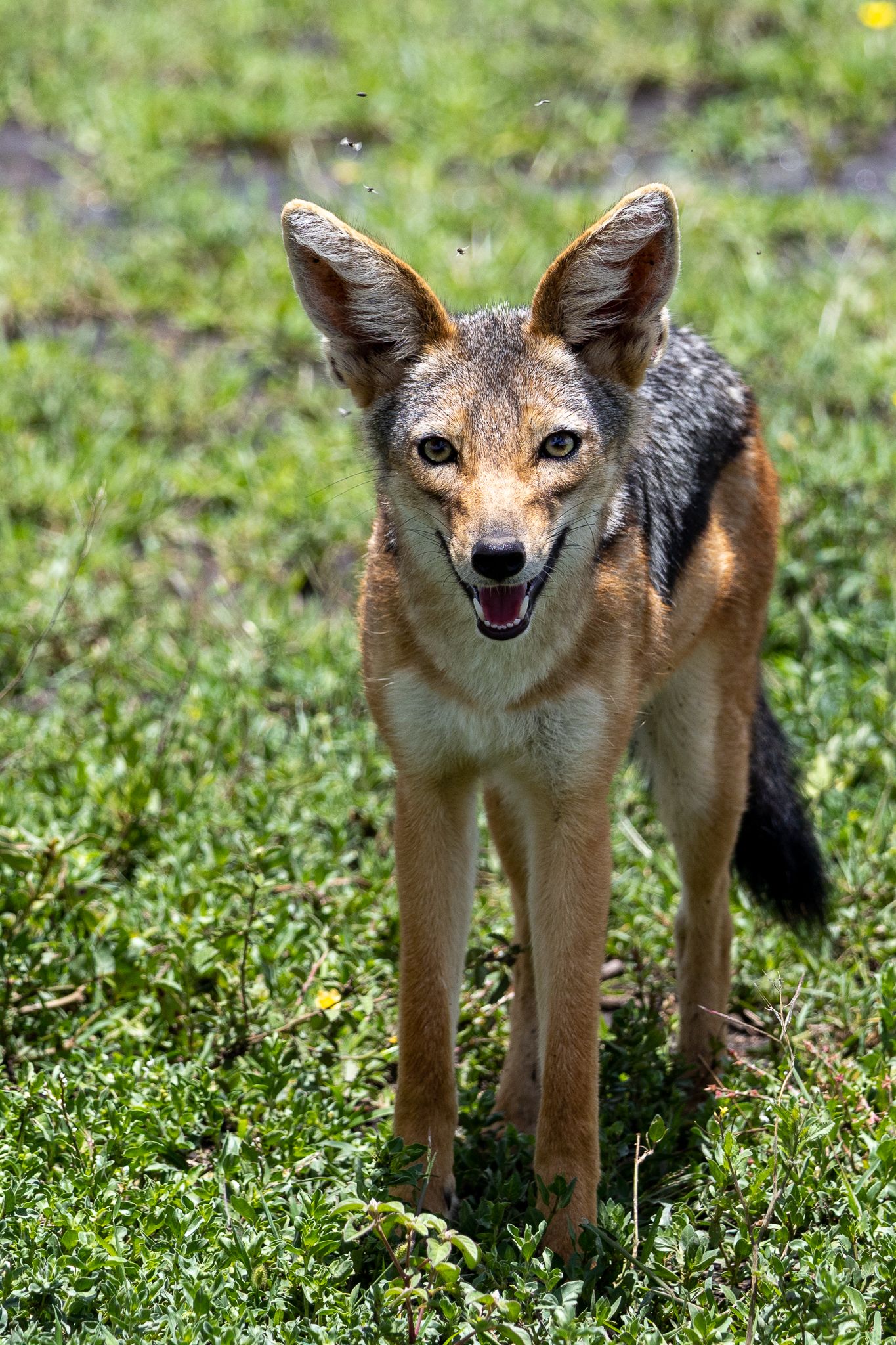 A black backed jackal in  in Ndutu, Tanzania
