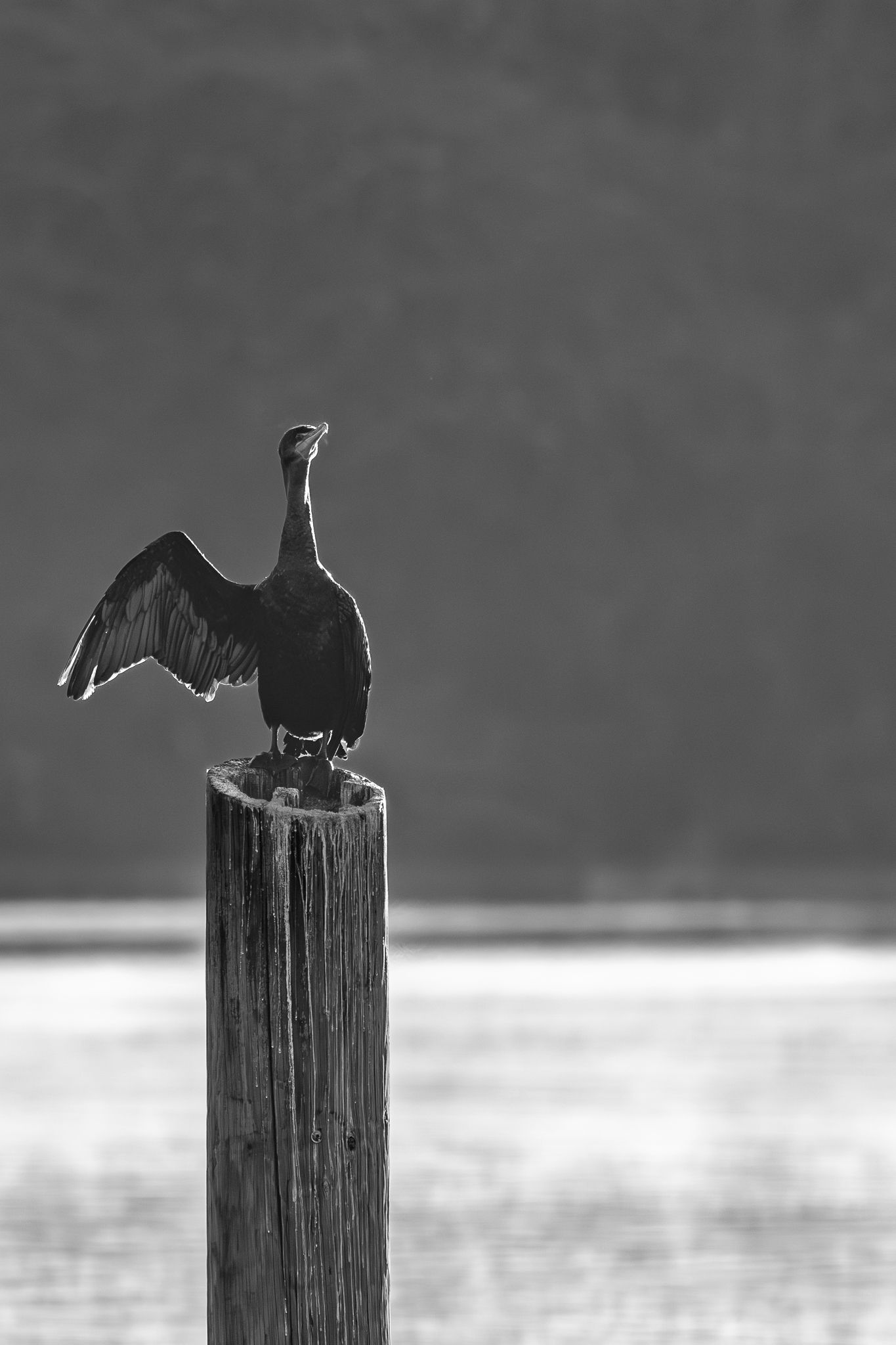 A Double Crested Cormorant drying off in the sun, Washington State