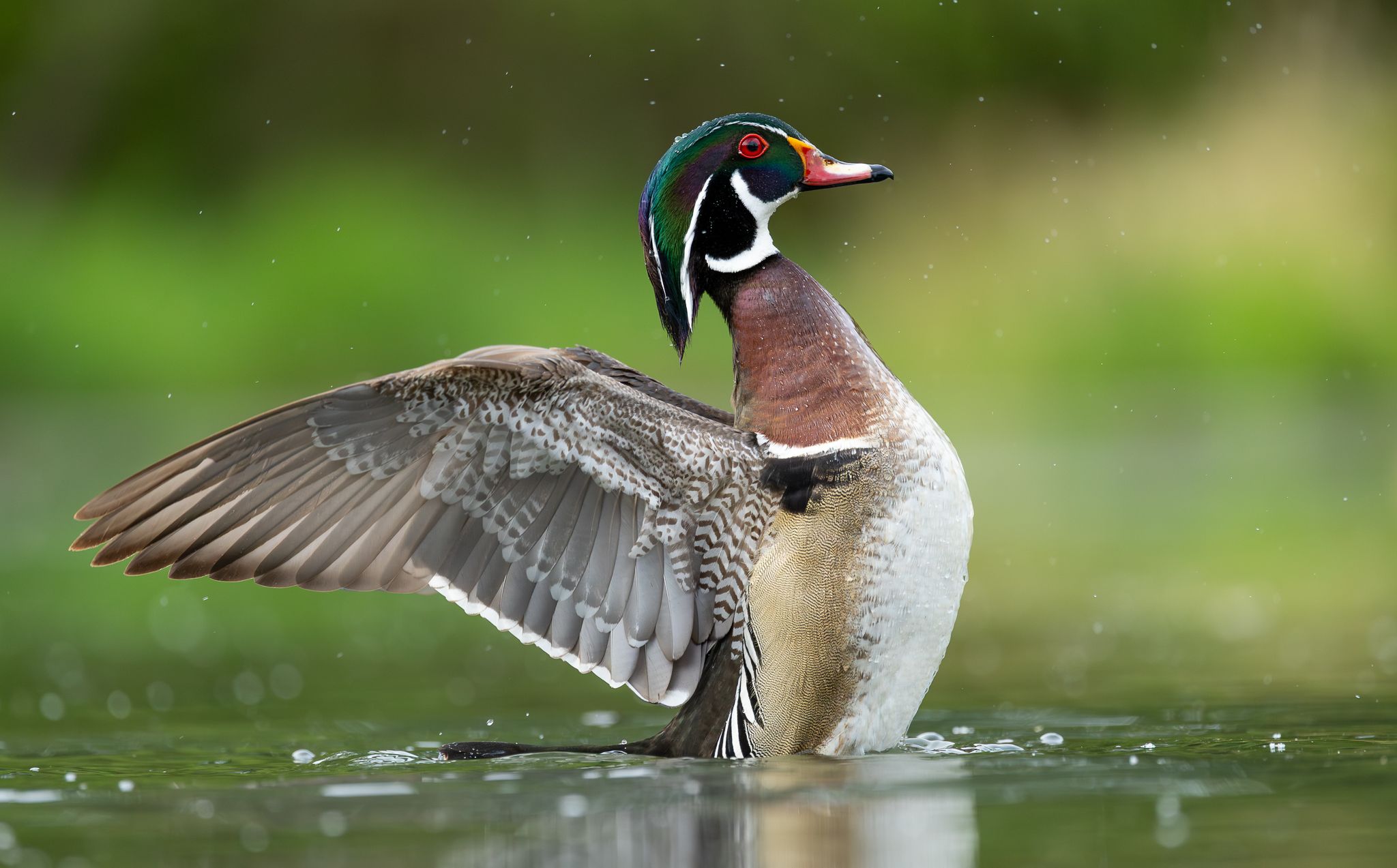 A Wood Duck in in Washington State