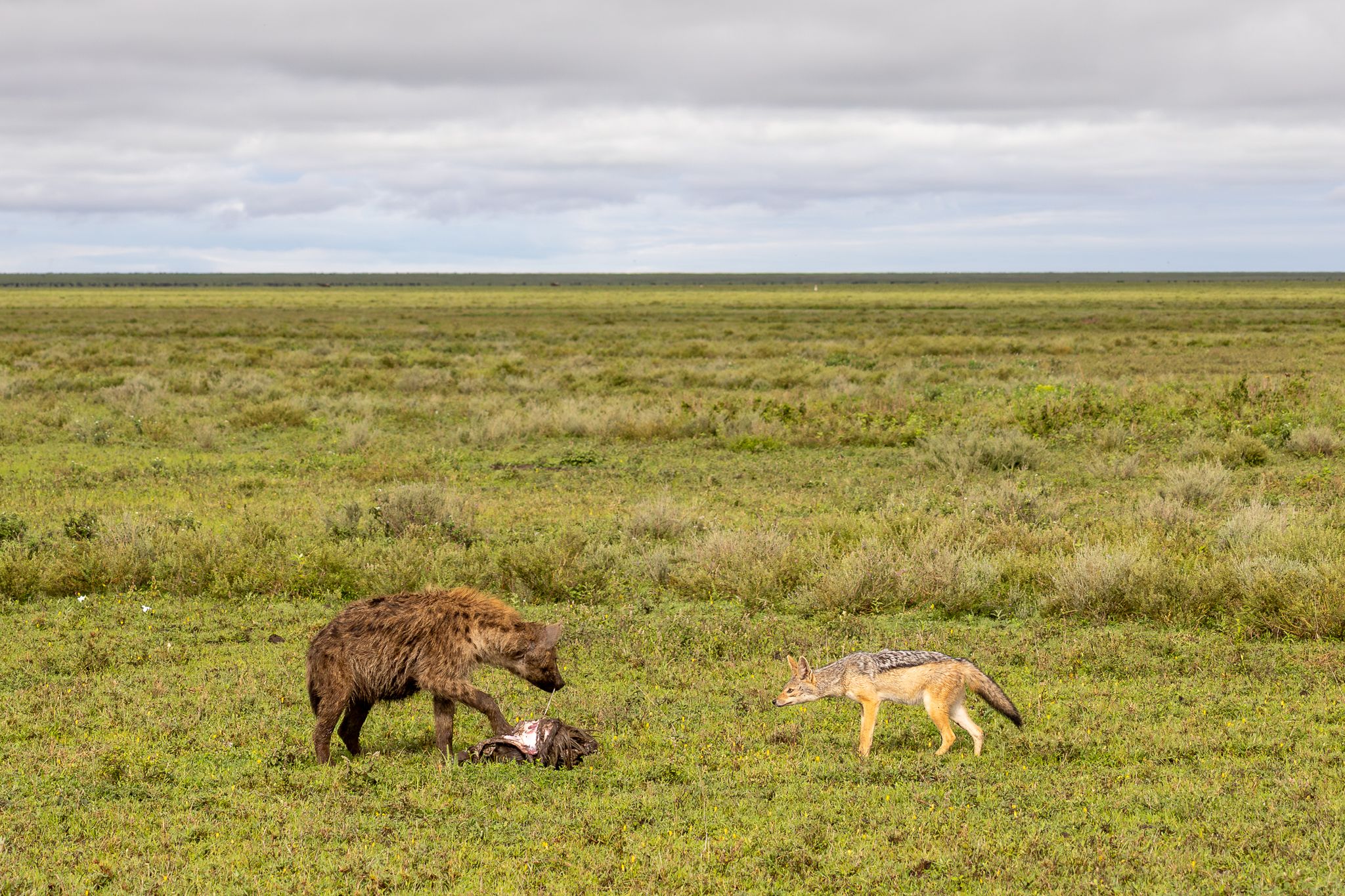 A black backed jackal trying to steal some food from a spotted hyena in Ndutu, Tanzania