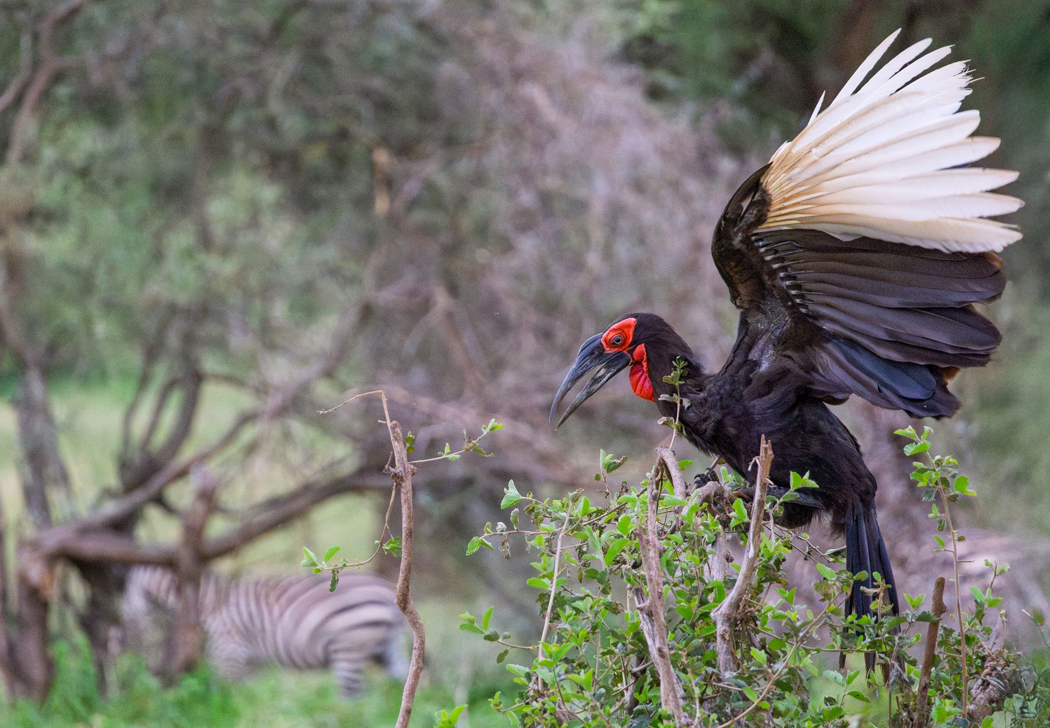 A Ground Hornbill in Tarangire National Park Tanzania