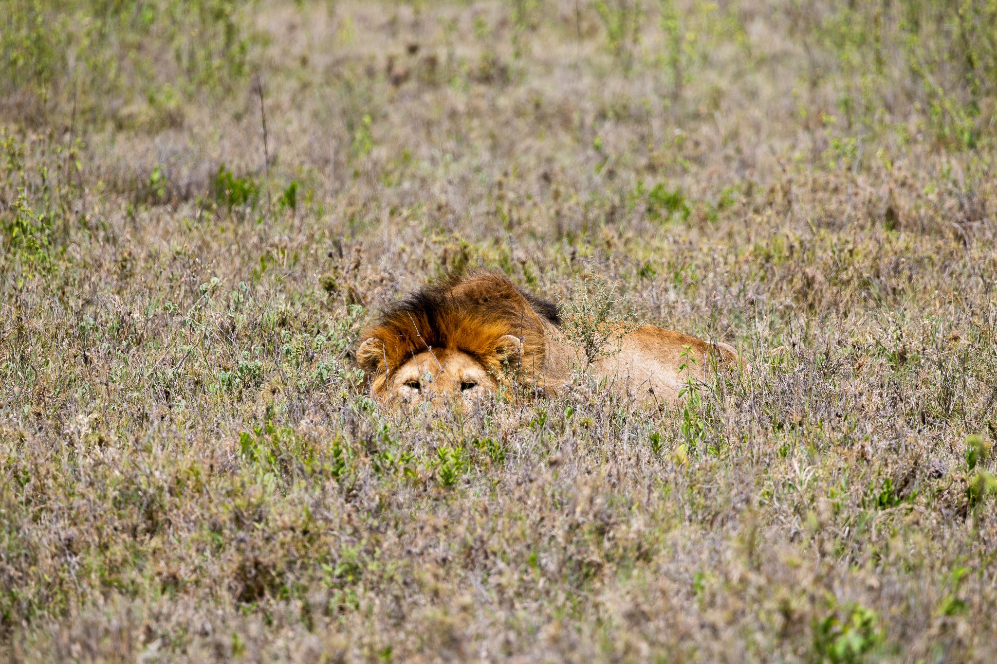 A lion keeping a low profile in Serengeti National Park, Tanzania