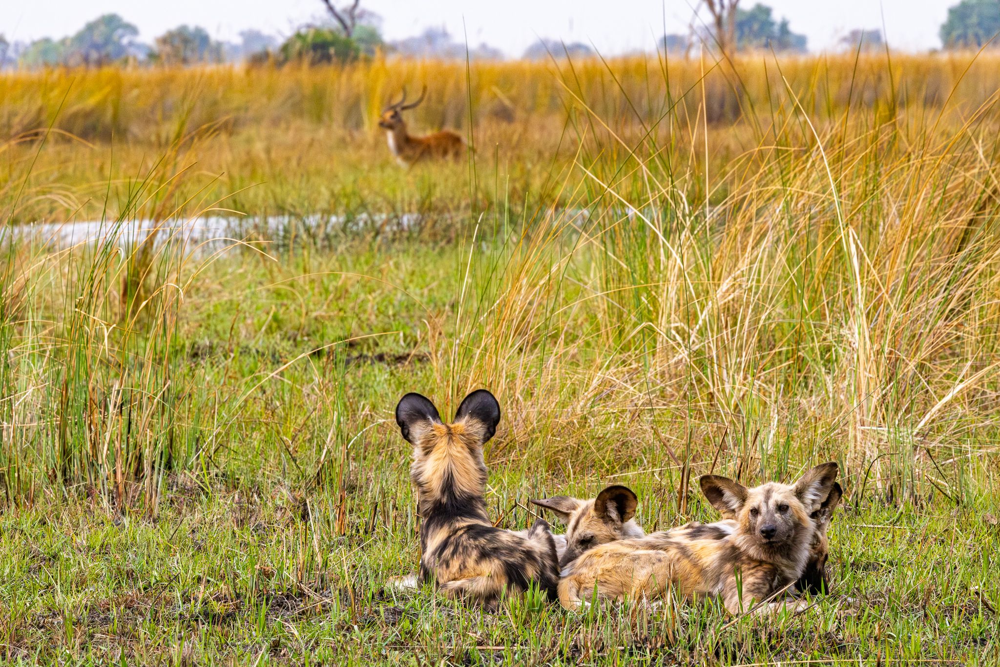 Young African Wild Dogs that were waiting for the adults to get back from hunting when a red lechwe caught their attention.