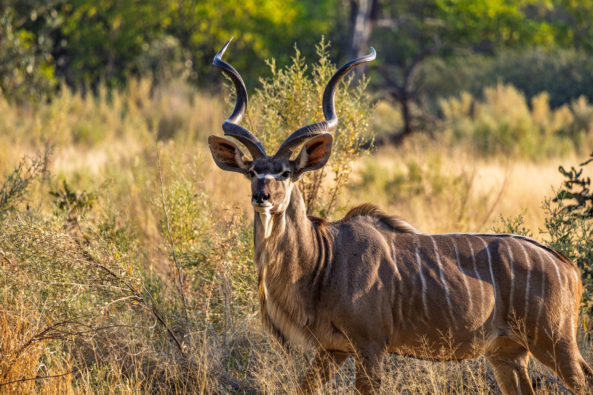 A kudu in the Okavango Delta, Botswana