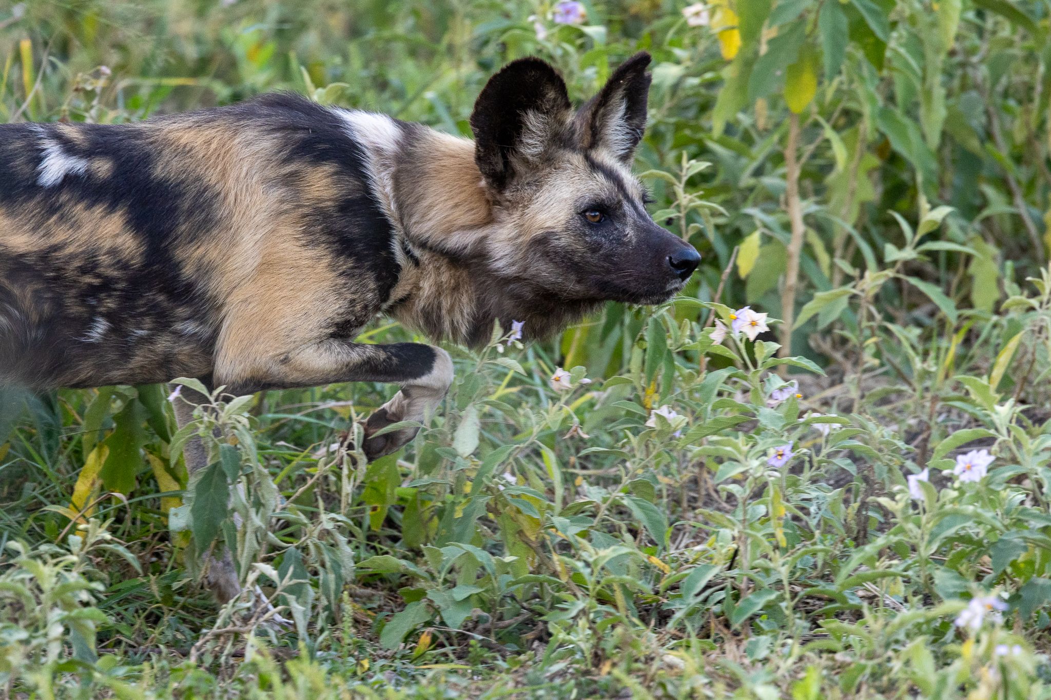 An African Wid Dog in Hluhluwe–iMfolozi Park, South Africa
