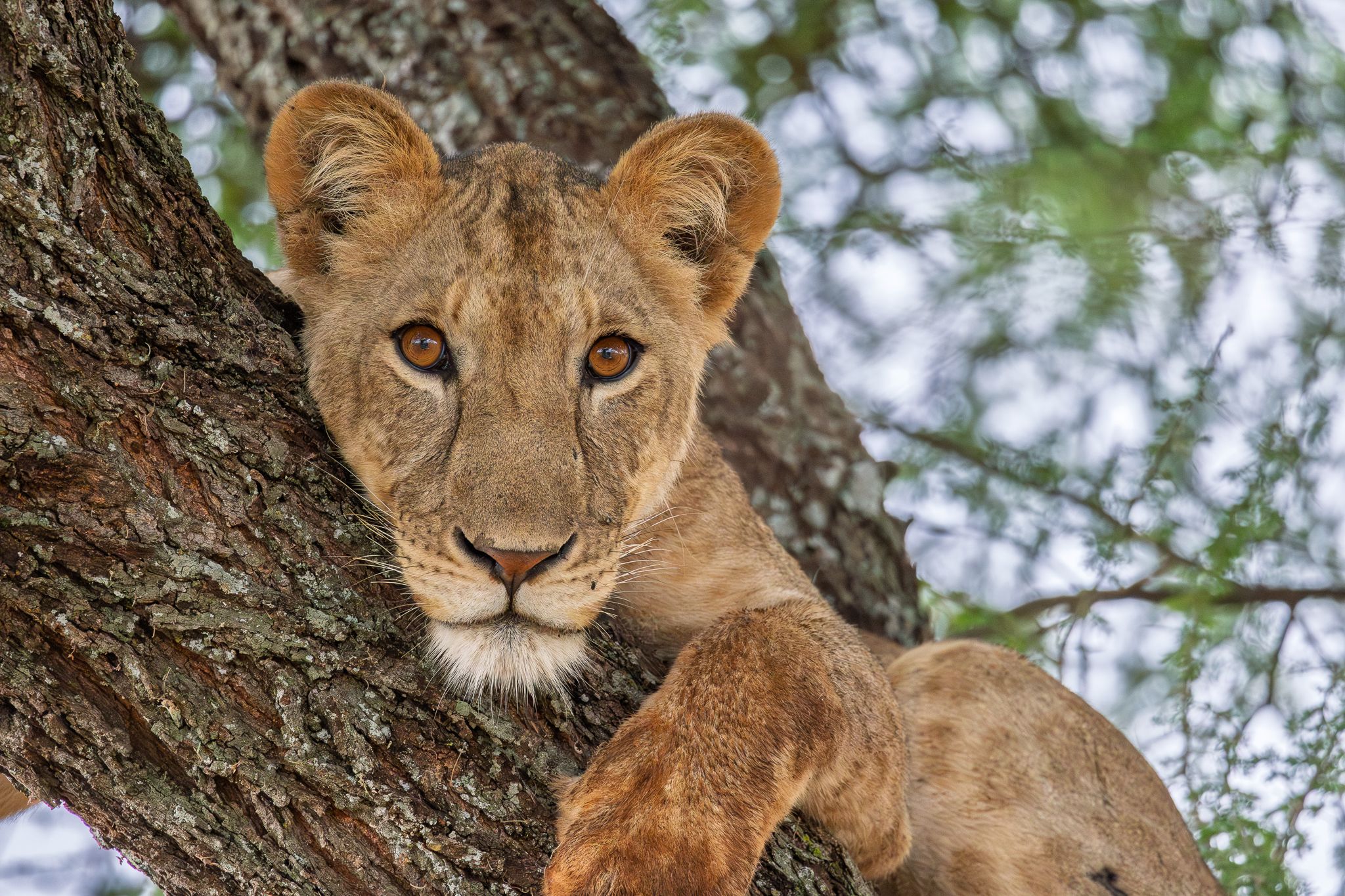 A young lion in a tree who was curious about what we were doing in Tarangire National Park Tanzania