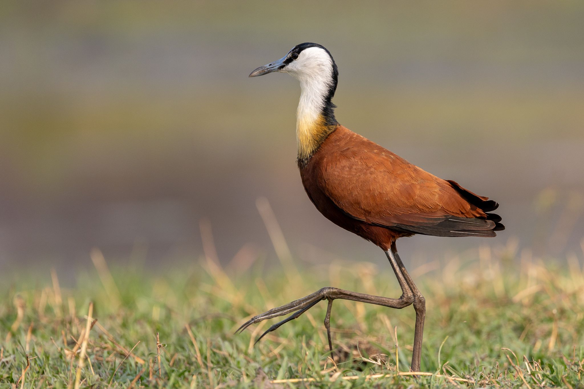 An African Jacana in Chobe National Park, Botswana