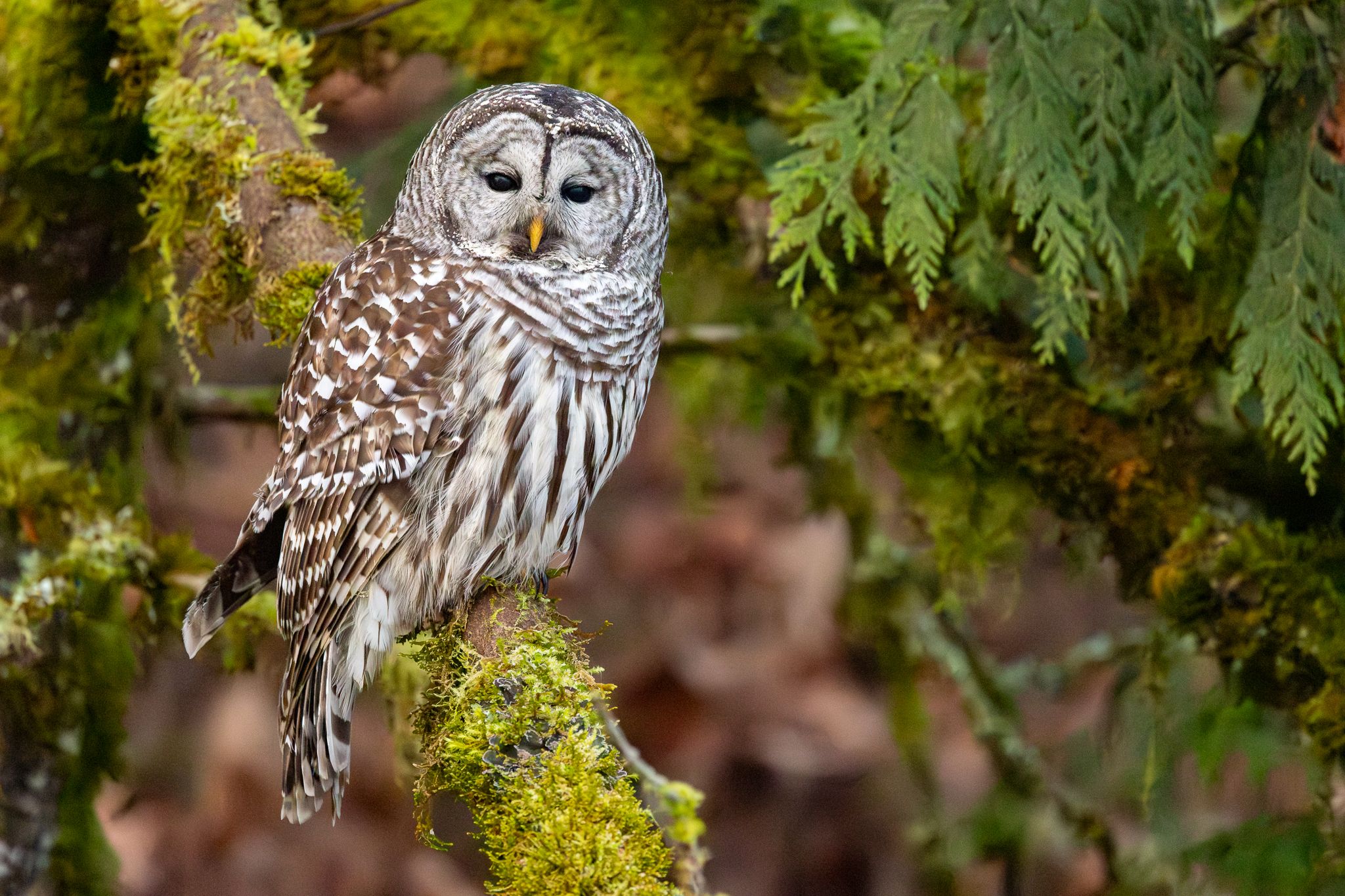 A Barred Owl in Washington State