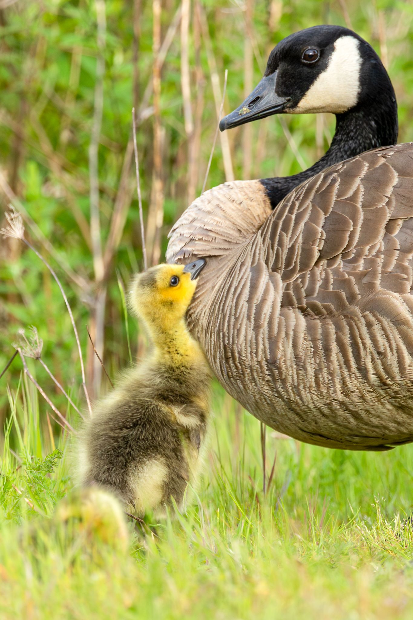 A Canada goose and gosling in Washington State