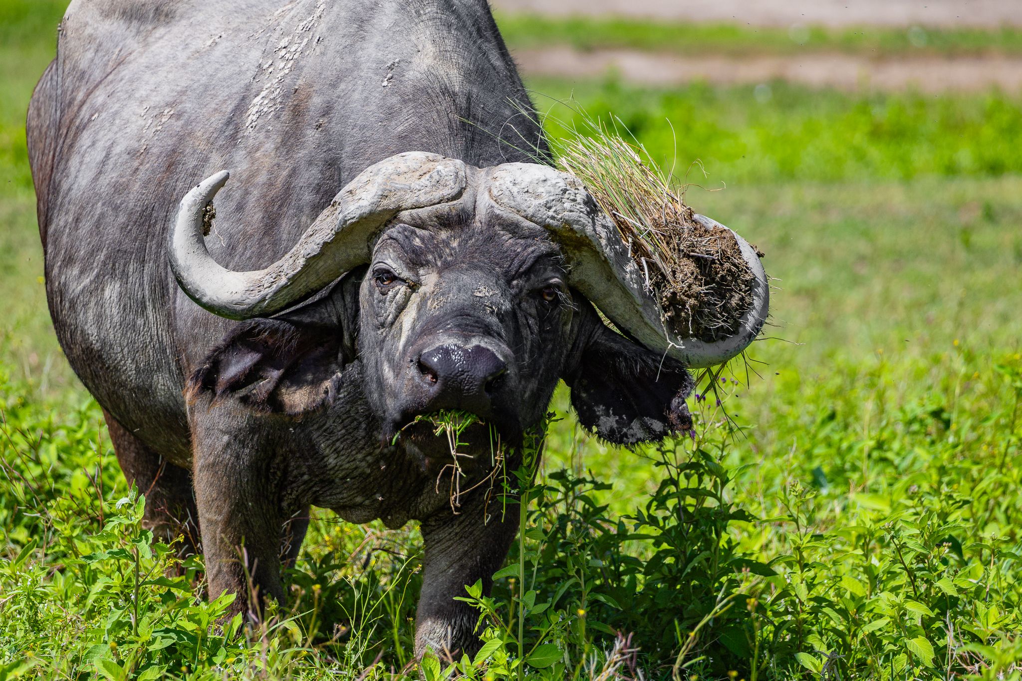 A Cape Buffalo taking a snack with him in his horns in Ngorongoro Crater, Tanzania