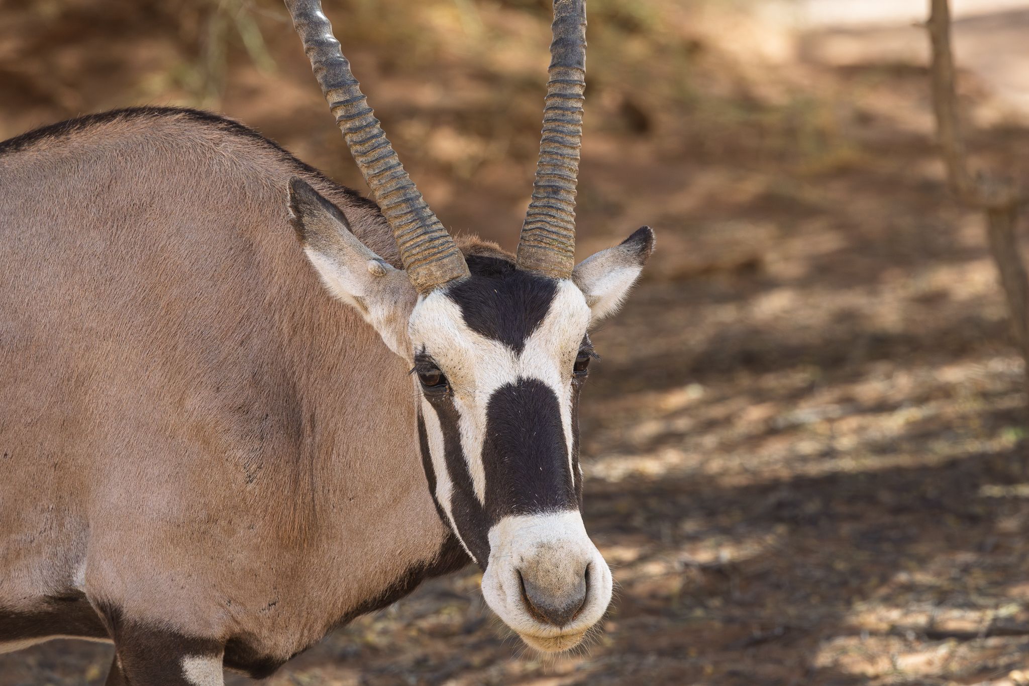An Oryx in the Namib desert in Namibia