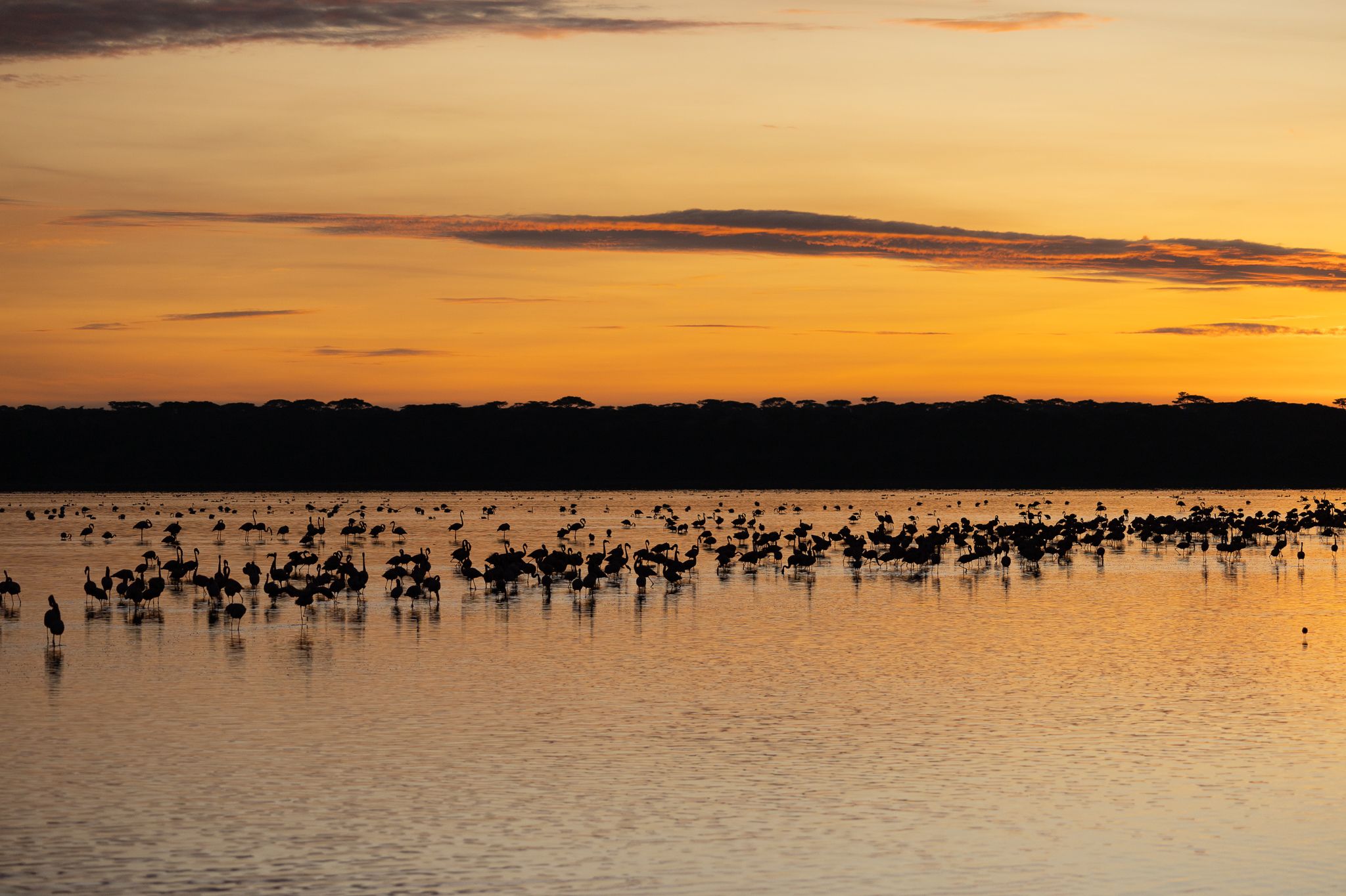 Flamingos at sunset in a lake in in Ndutu, Tanzania