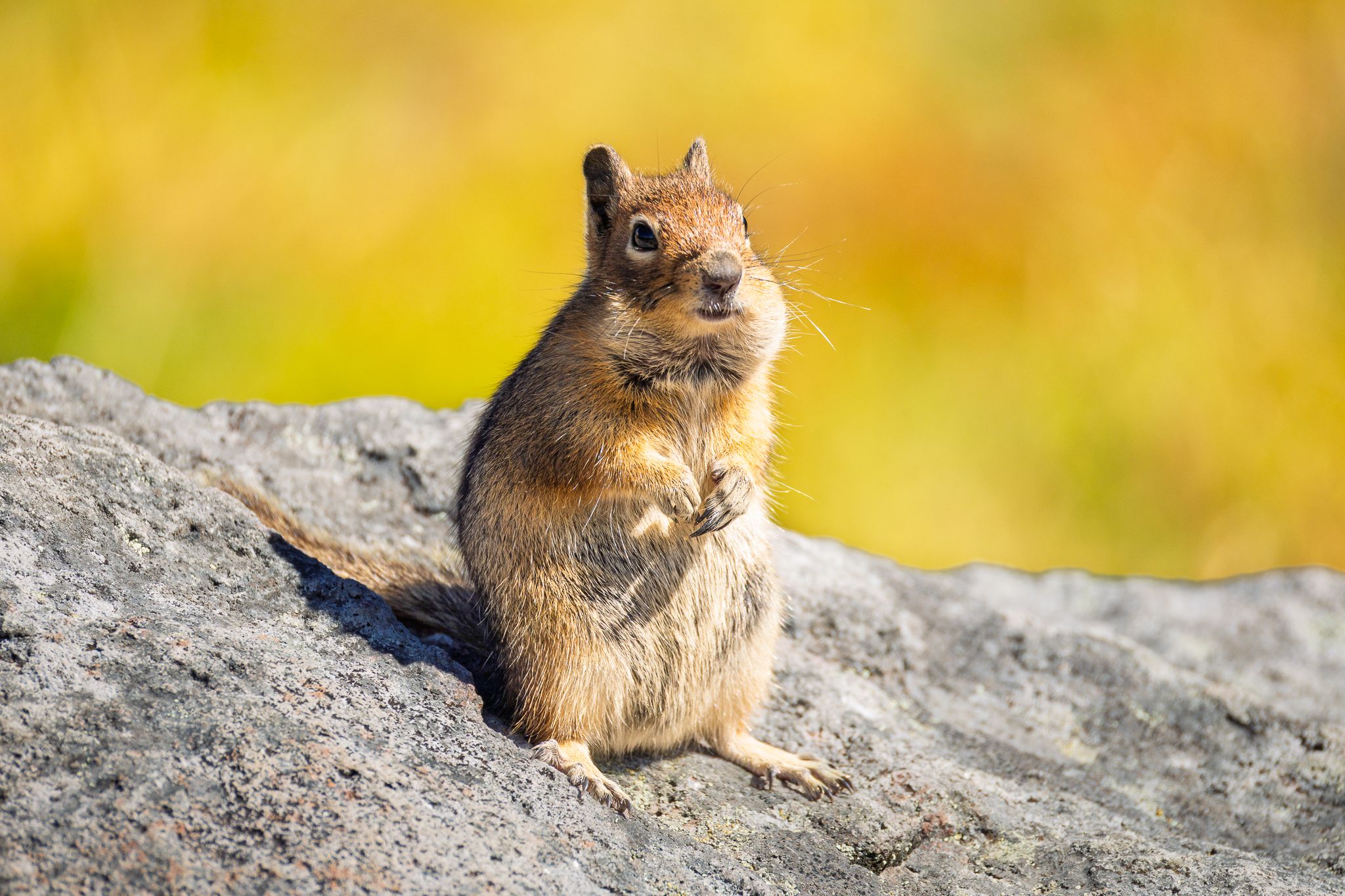 A Ground Squirrel in Mt. Rainier Natinonal Park.