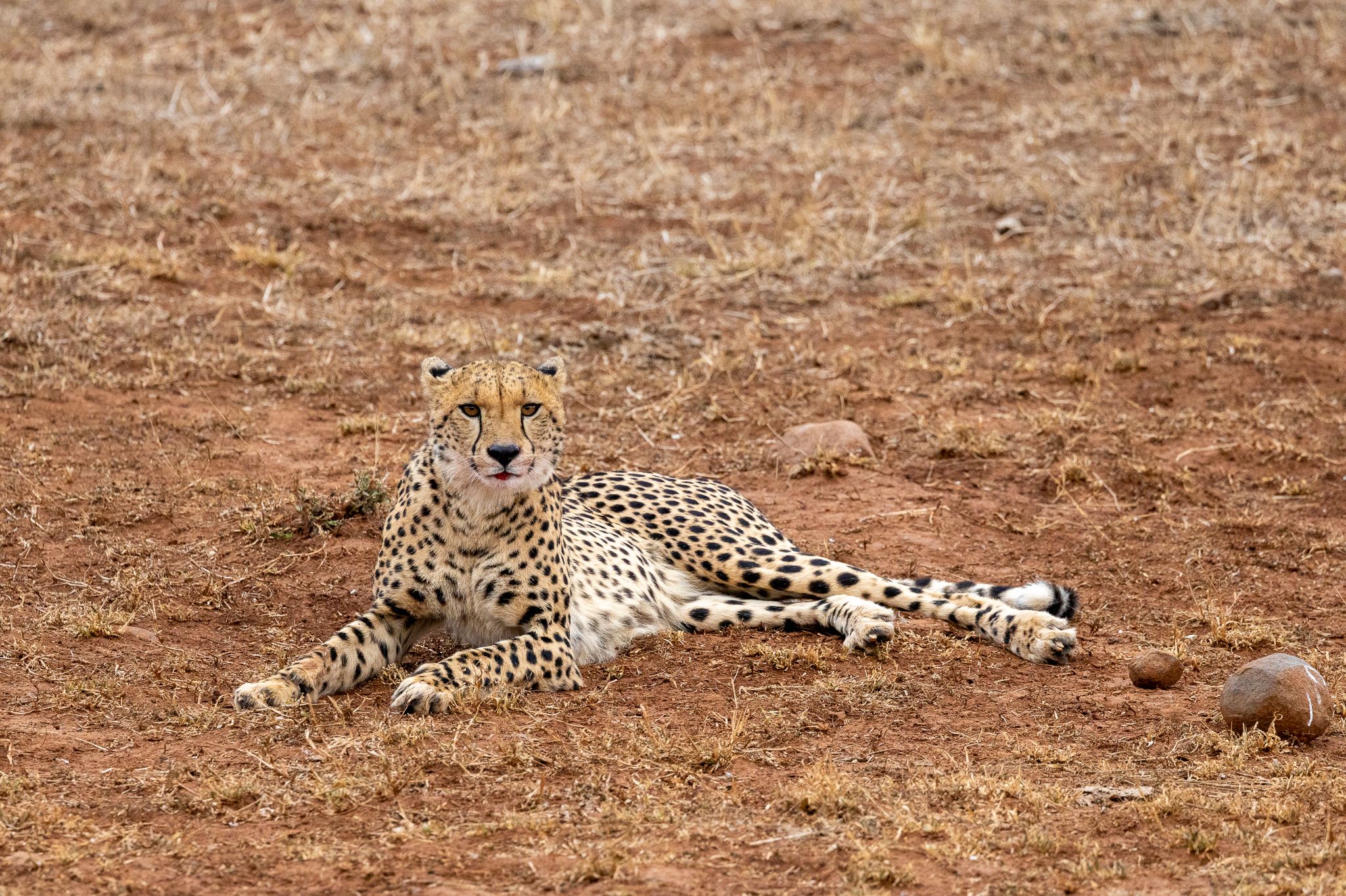 A cheetah resting after eating in Hluhluwe–iMfolozi Park, South Africa