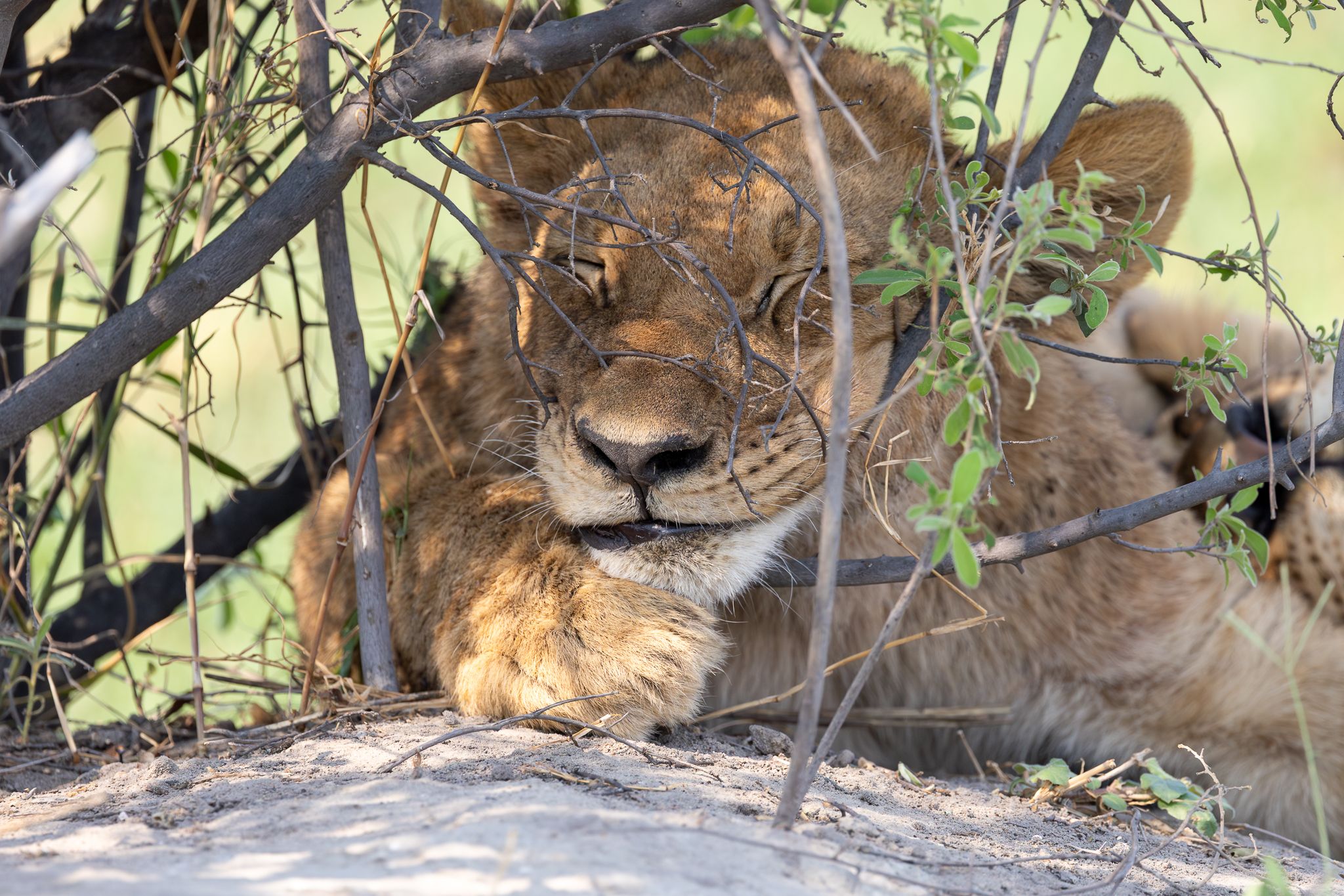 A young lion cub trying to sleep in the shade of a bush in the Okavango Delta, Botswana