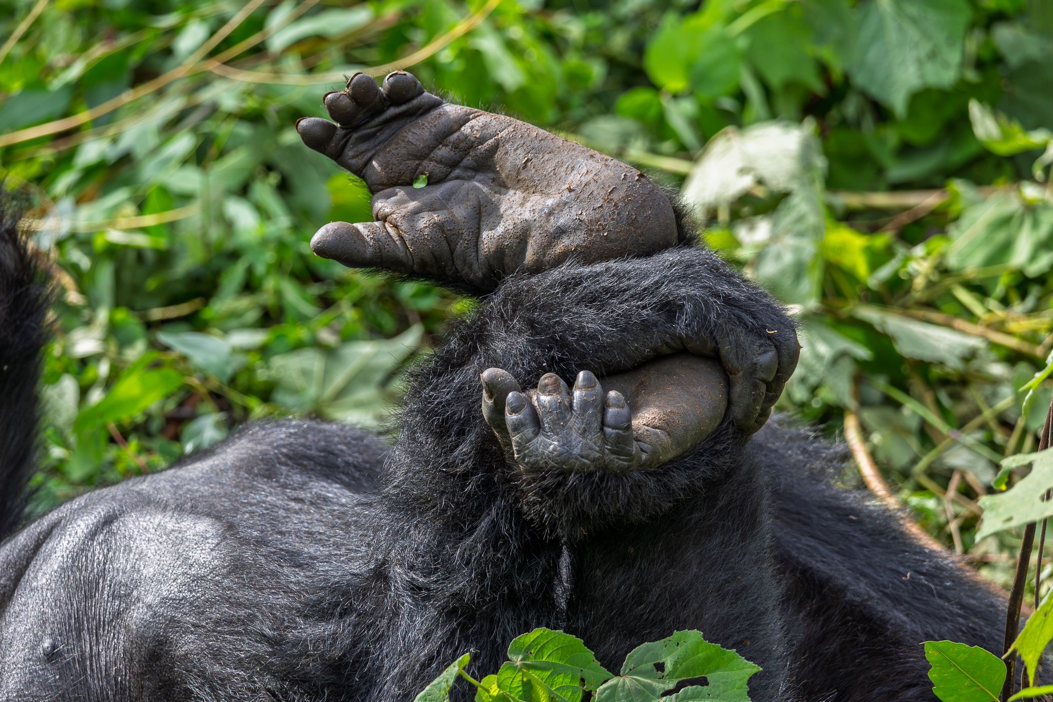 Clasping hands and feet of a Mountain Gorilla in Bwindi Impenetrable Forest  National Park