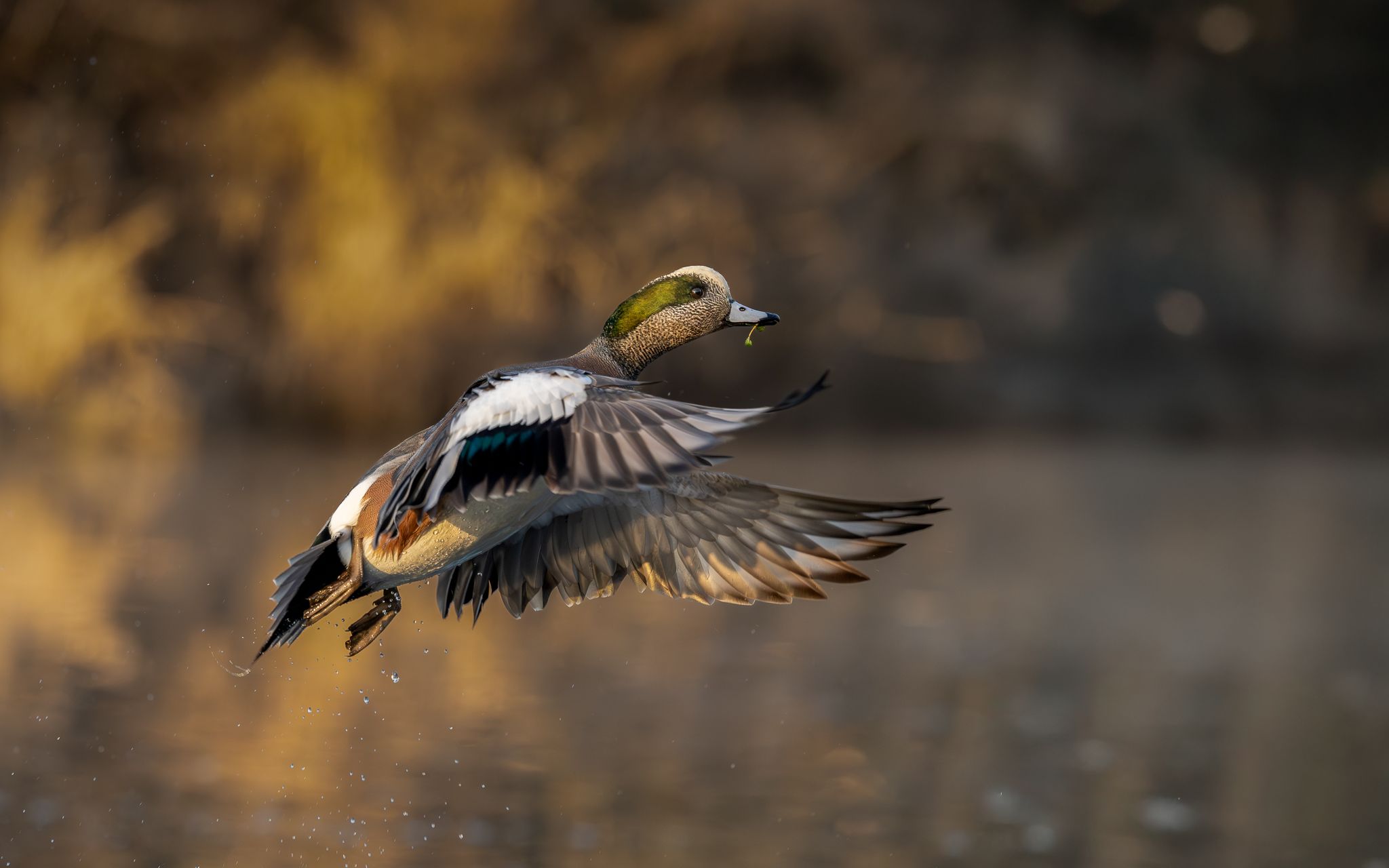 An American Wigeon flying in Washington State