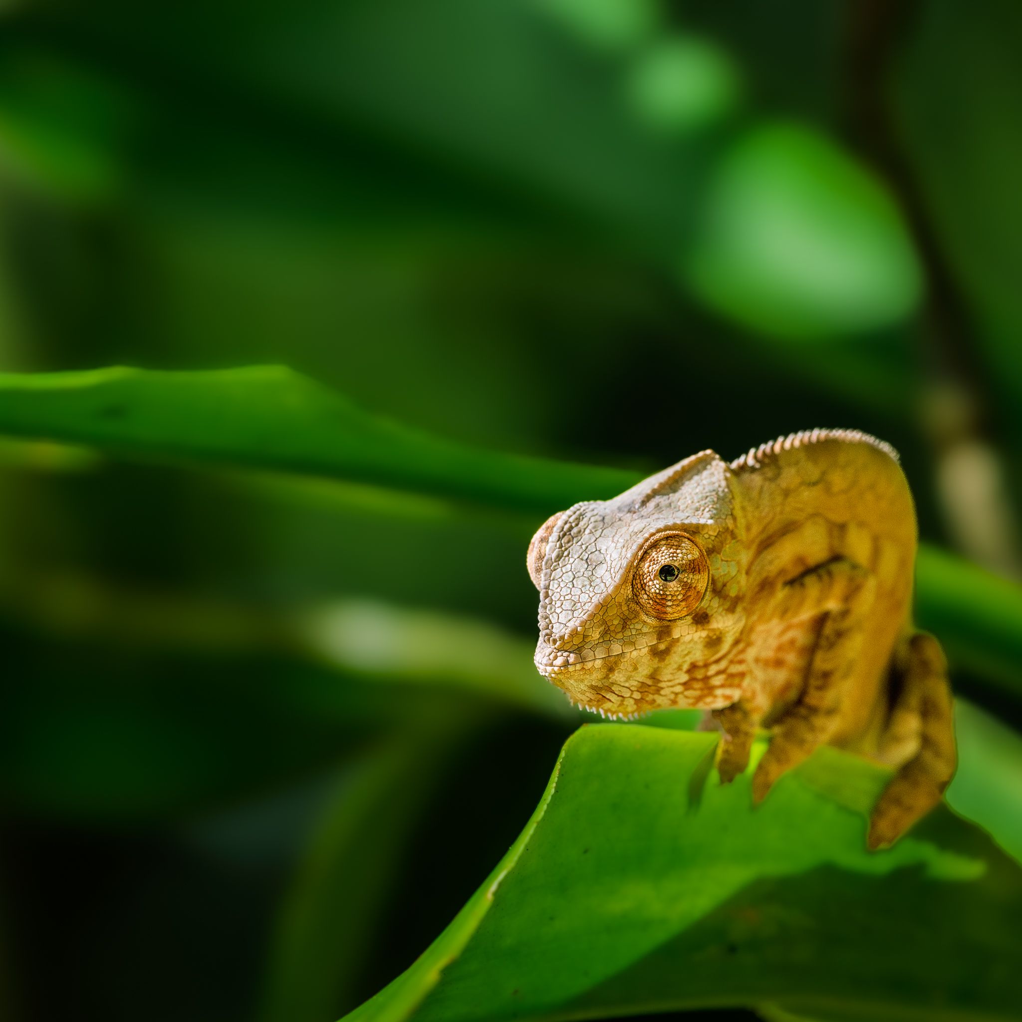 A chameleon in Masoala National Park in Madagascar