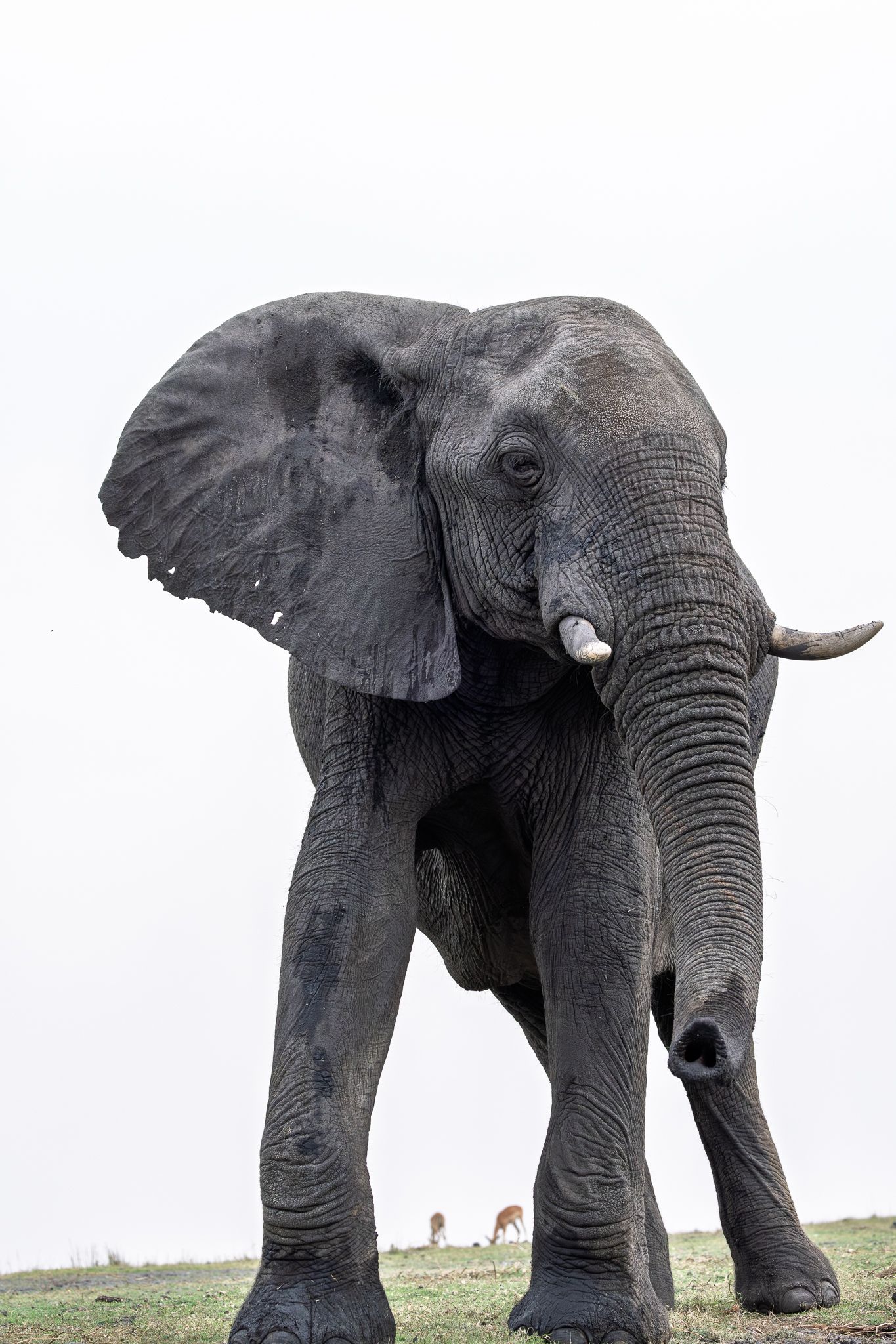 An elephant in Chobe National Park, Botswana