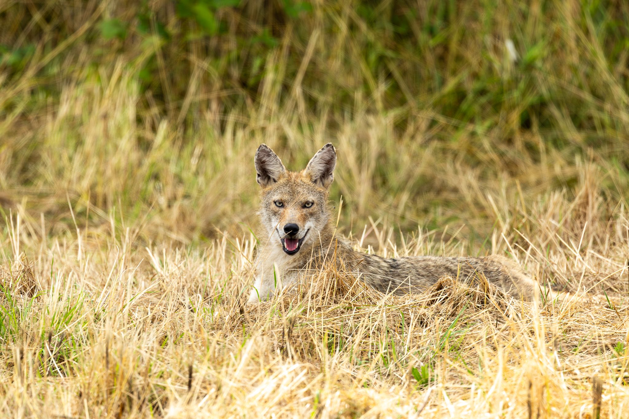A coyote in in Ridgefield National Wildlife Refuge