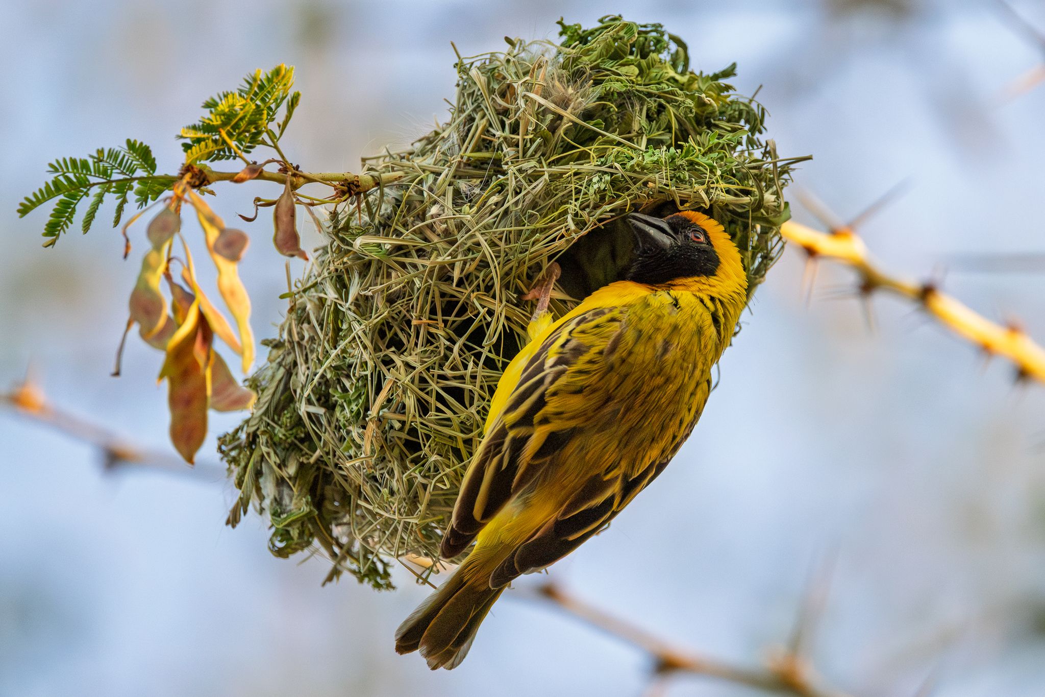 A Southern Masked Weaver building it's nest in Namibia