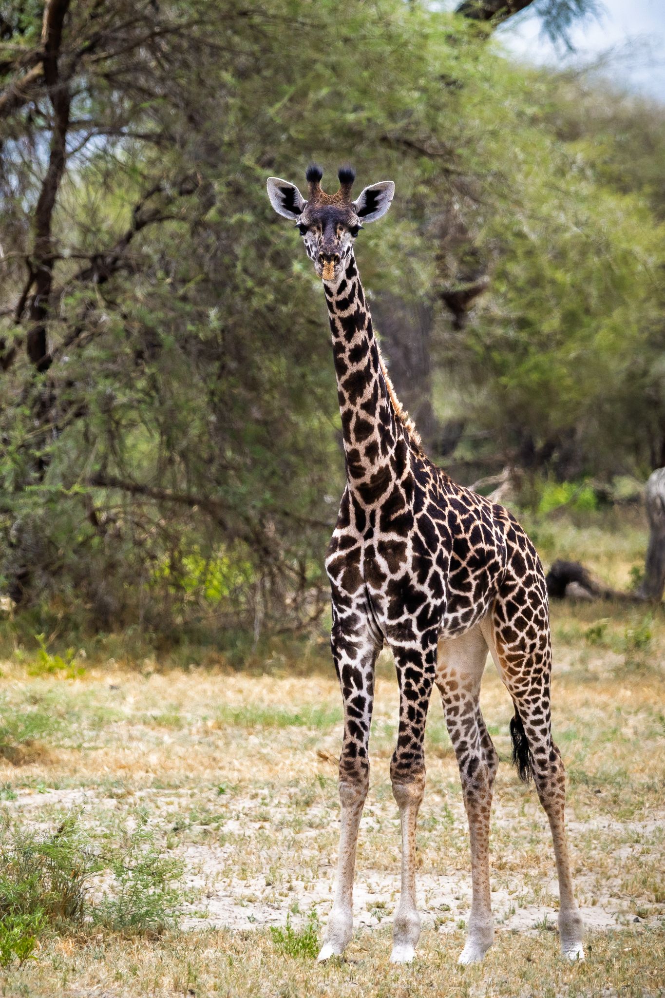 Young Giraffe in Tarangire National Park Tanzania