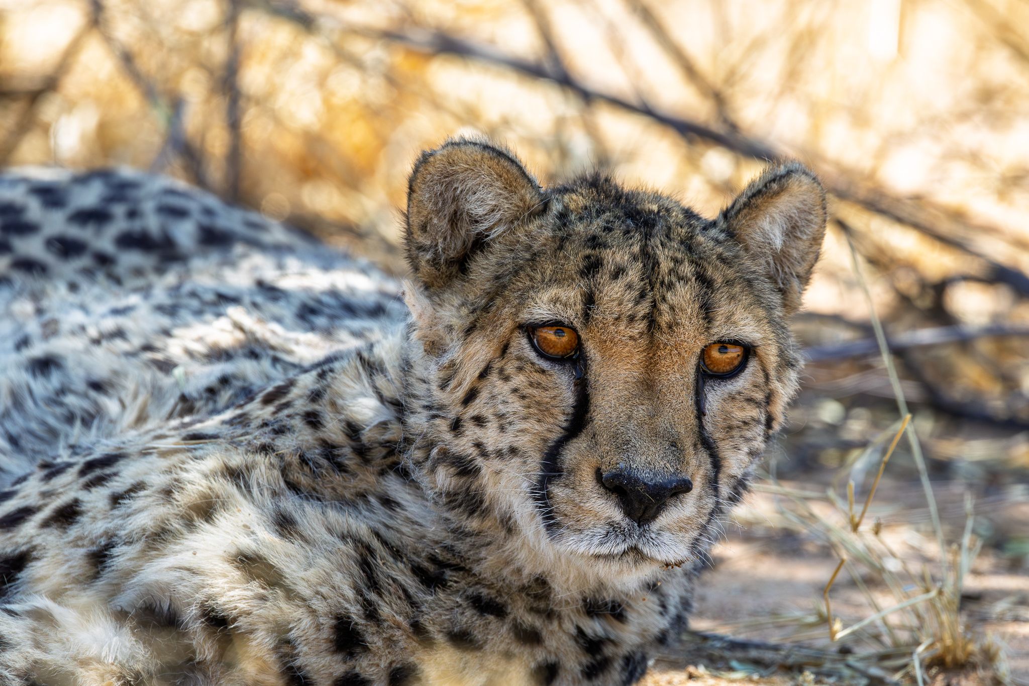 A cheetah in Namibia